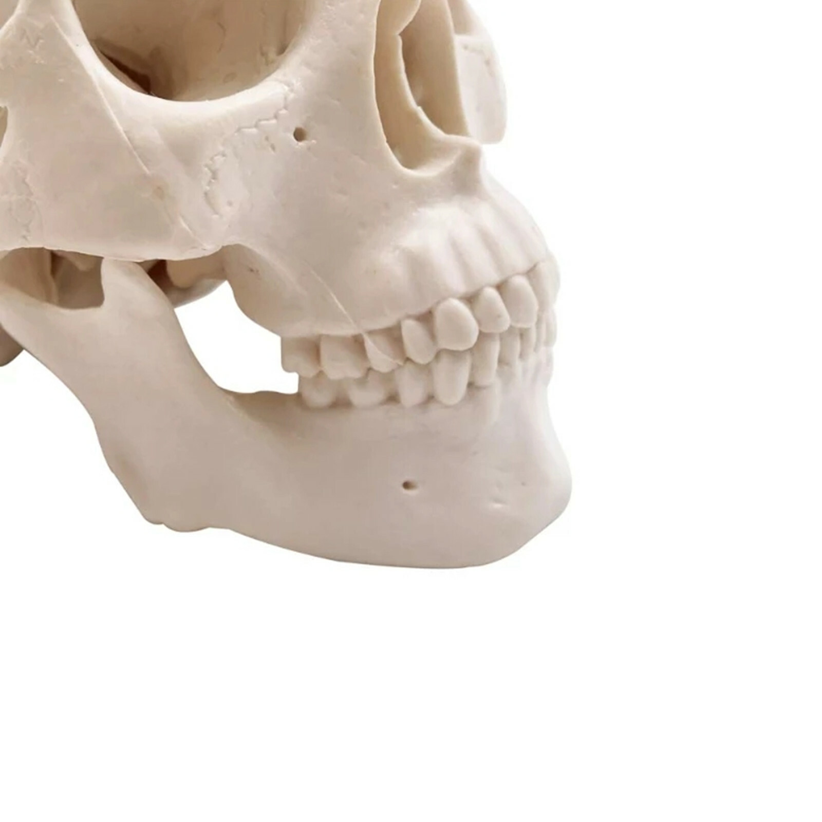 Mini Skull Model Small Size Human Medical Anatomical Head Bone for Education