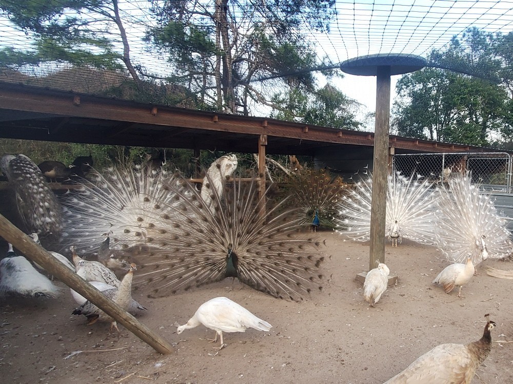 *10* Peafowl Peacock Hatching Eggs Amazing Mixed Group! *NPIP*