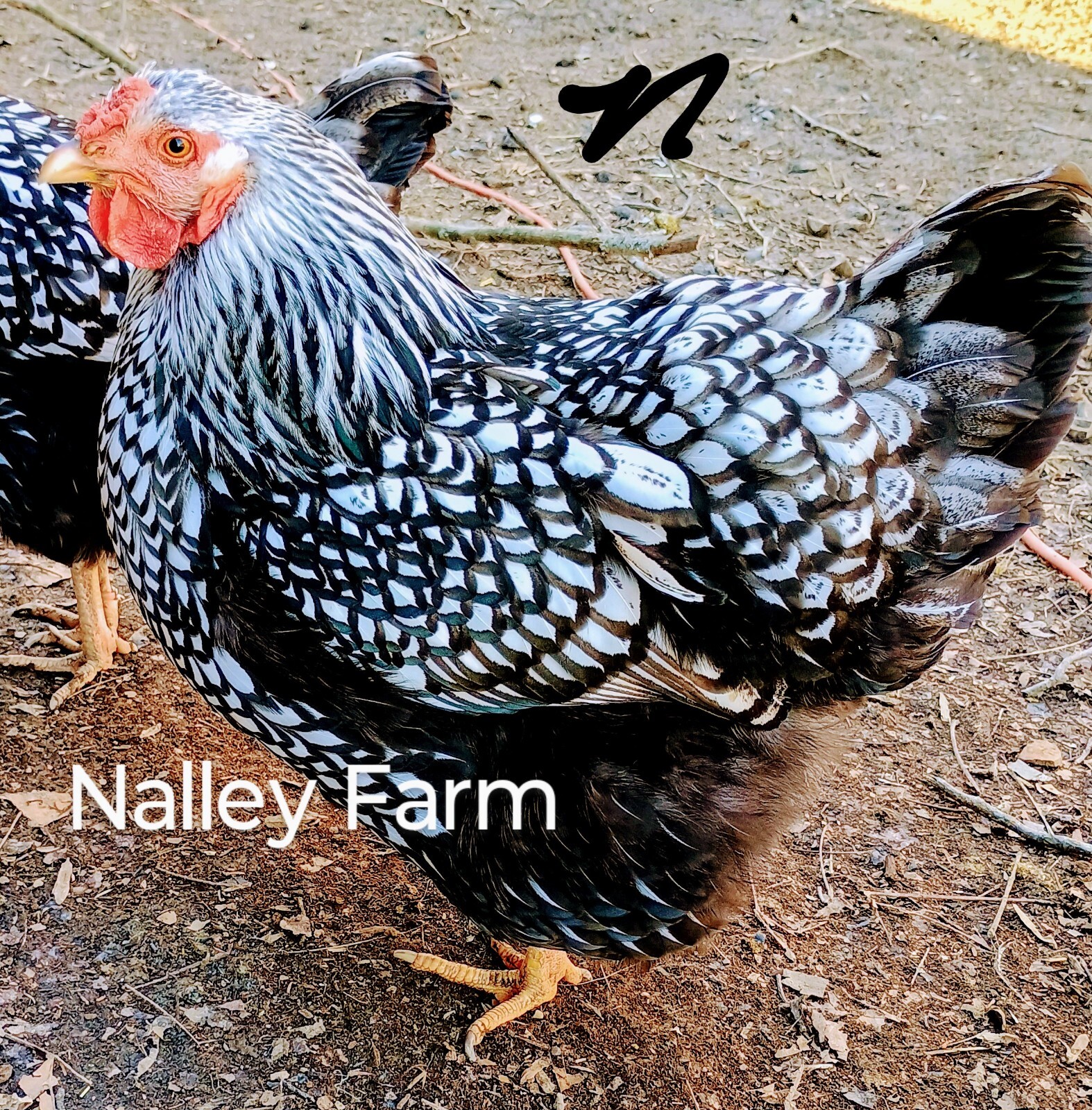 Silver Laced Wyandotte (6) ? fertilized hatching eggs.Please read description.