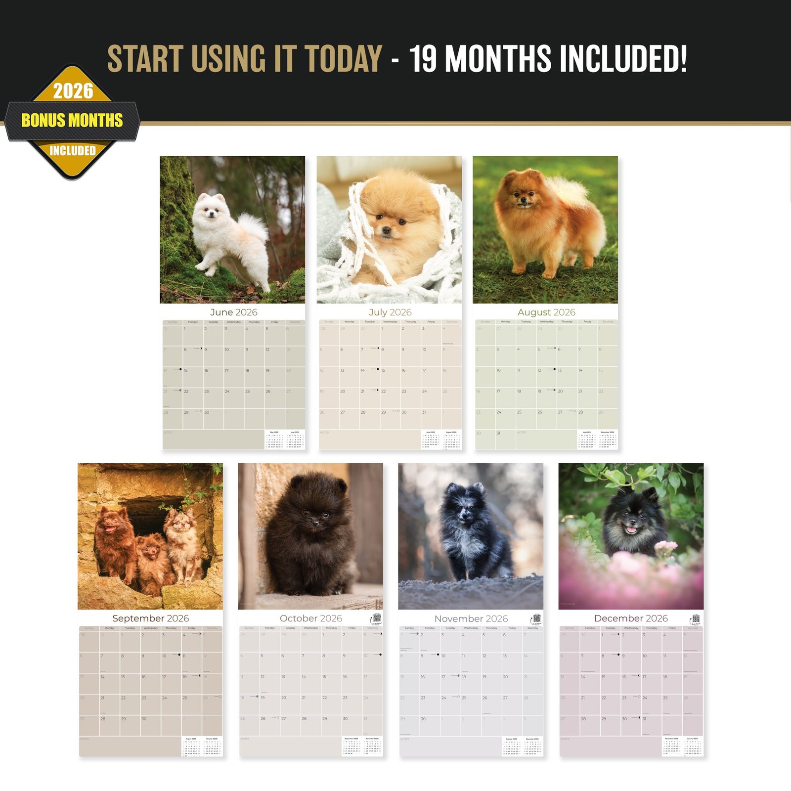 Pomeranian Dog Breed Calendar 2025 FULL SIZE 12×24 Made in USA