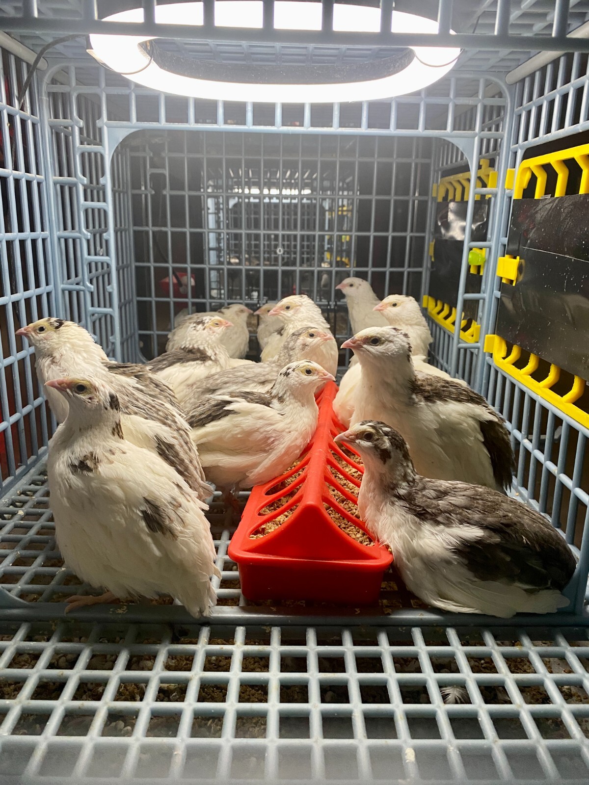 36 – Celadon (100% True Blue) & Jumbo Pearl Fee Coturnix Quail Hatching Eggs