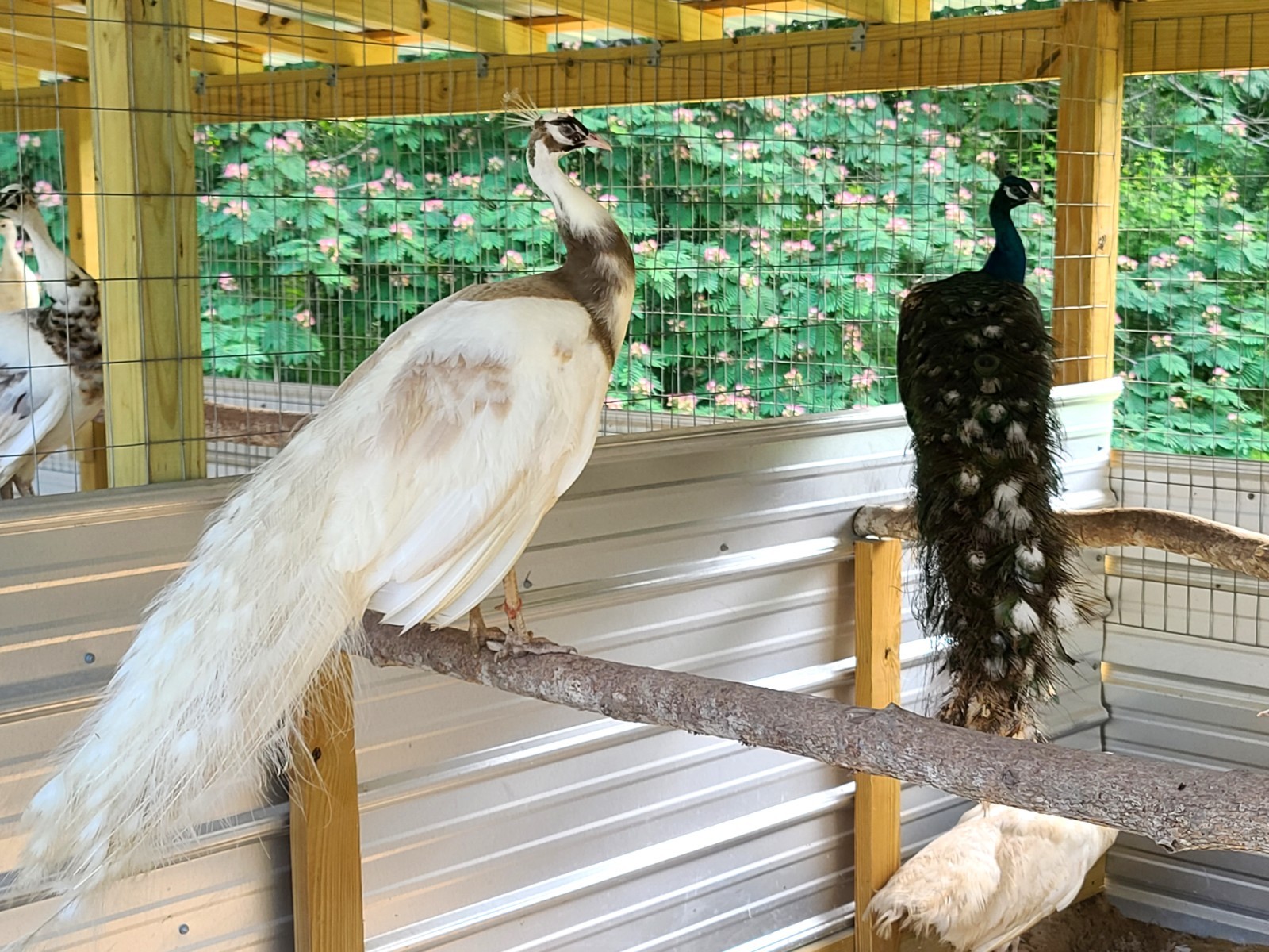 *10* Peafowl Peacock Hatching Eggs Amazing Mixed Group! *NPIP*