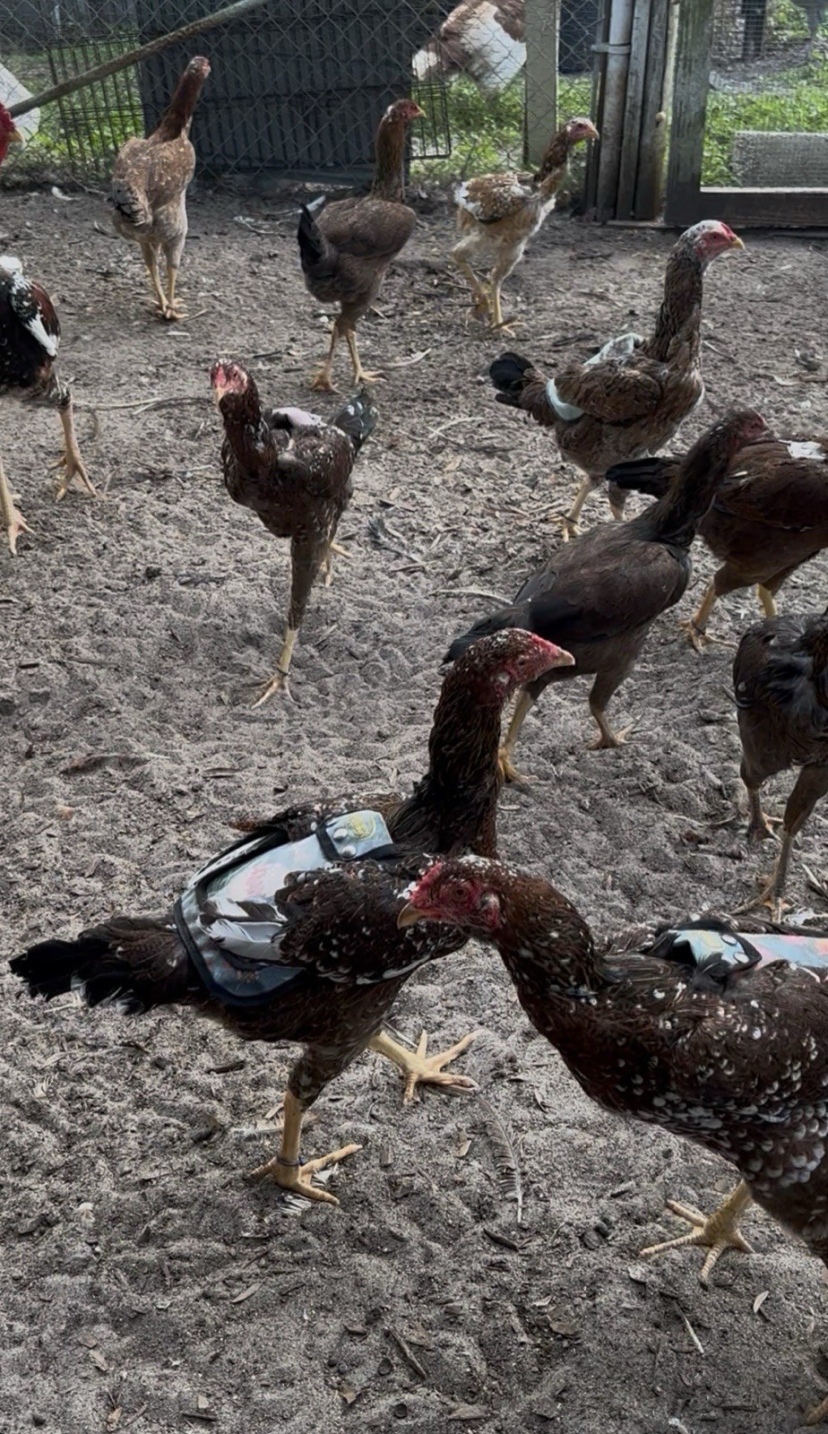 15+ Indio Gigante Hatching Eggs. Brazil NPIP ~ AI. TALLEST CHICKEN IN WORLD ?