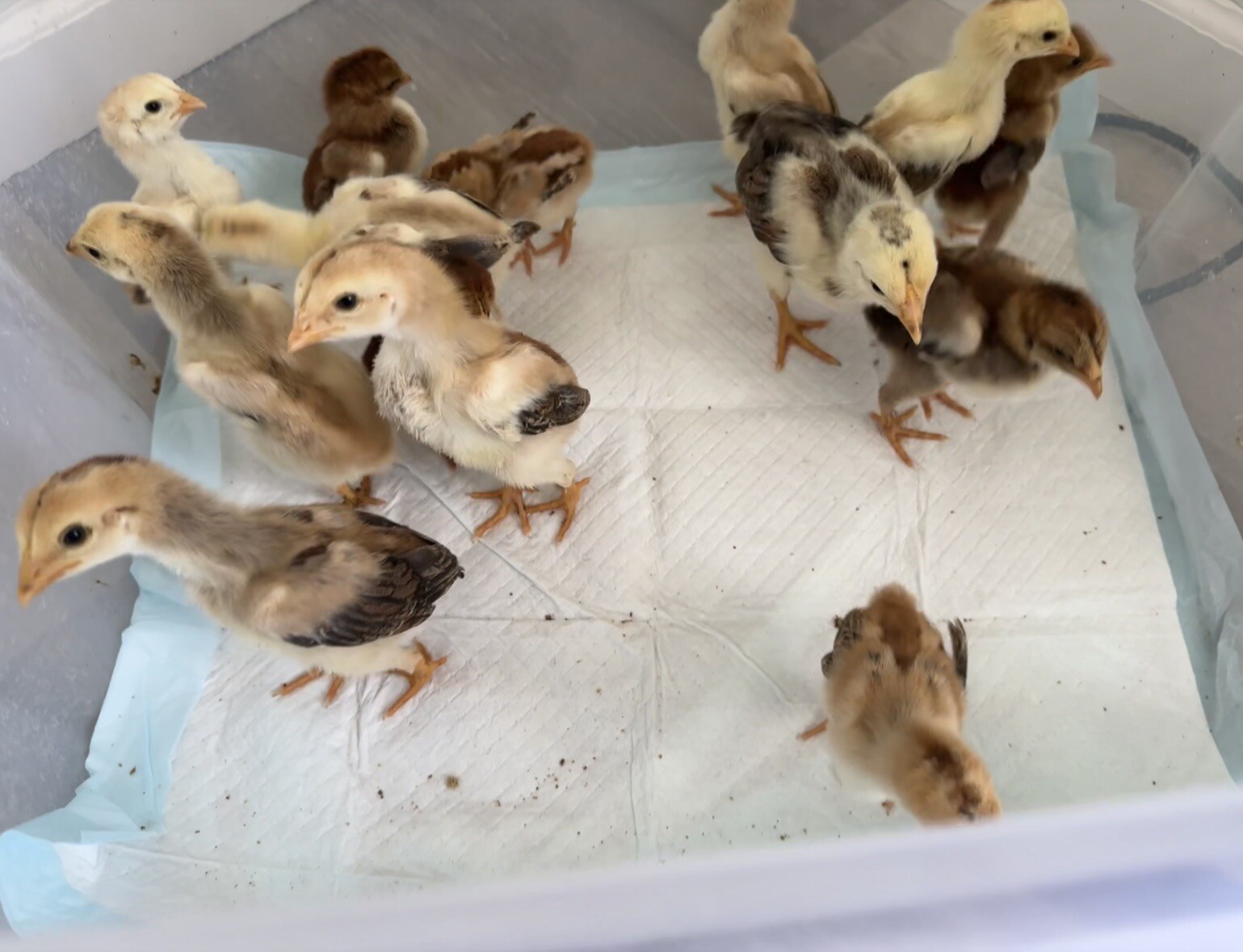 15+ Indio Gigante Hatching Eggs. Brazil NPIP ~ AI. TALLEST CHICKEN IN WORLD ?