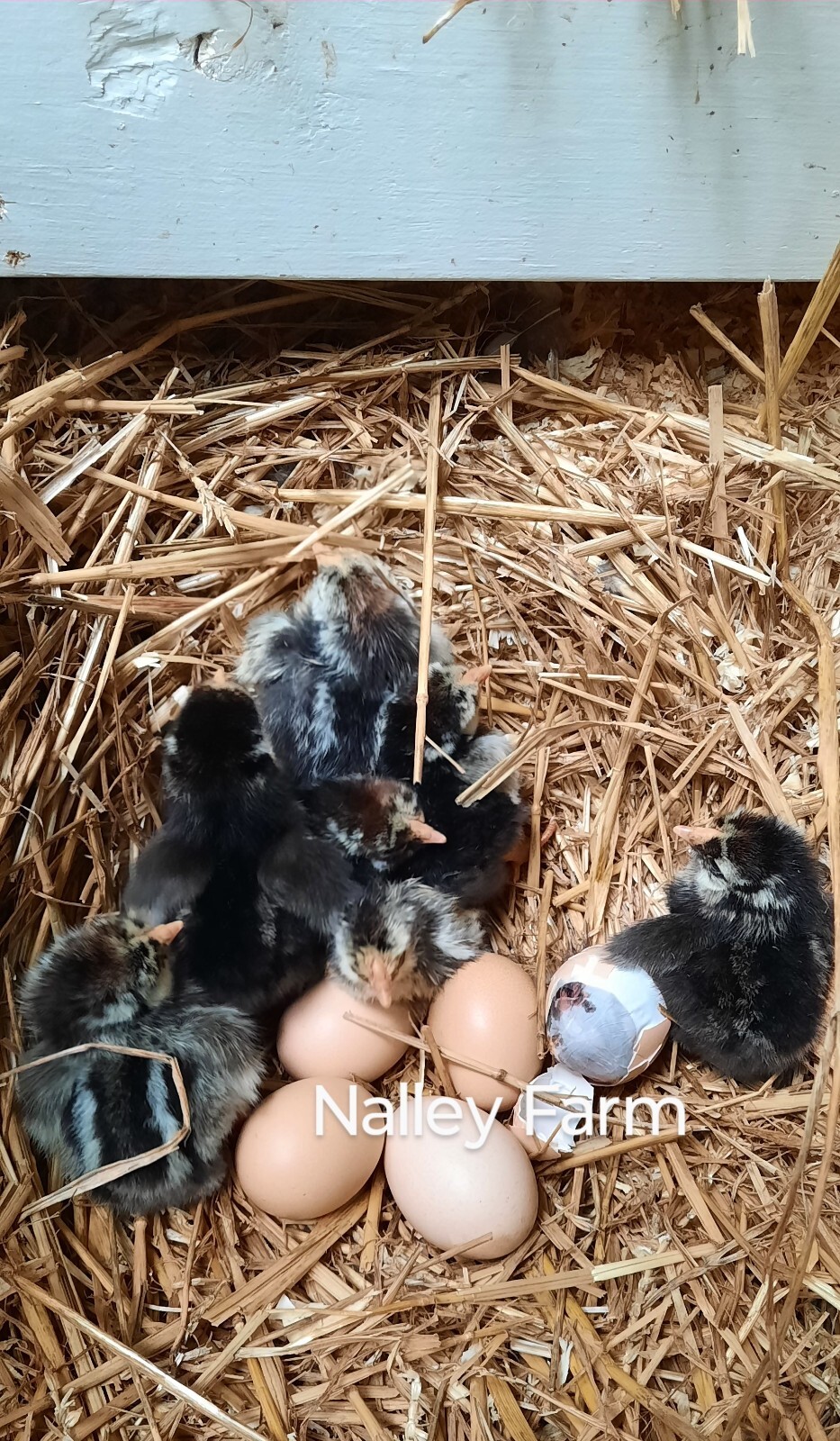 Silver Laced Wyandotte (6) ? fertilized hatching eggs.Please read description.