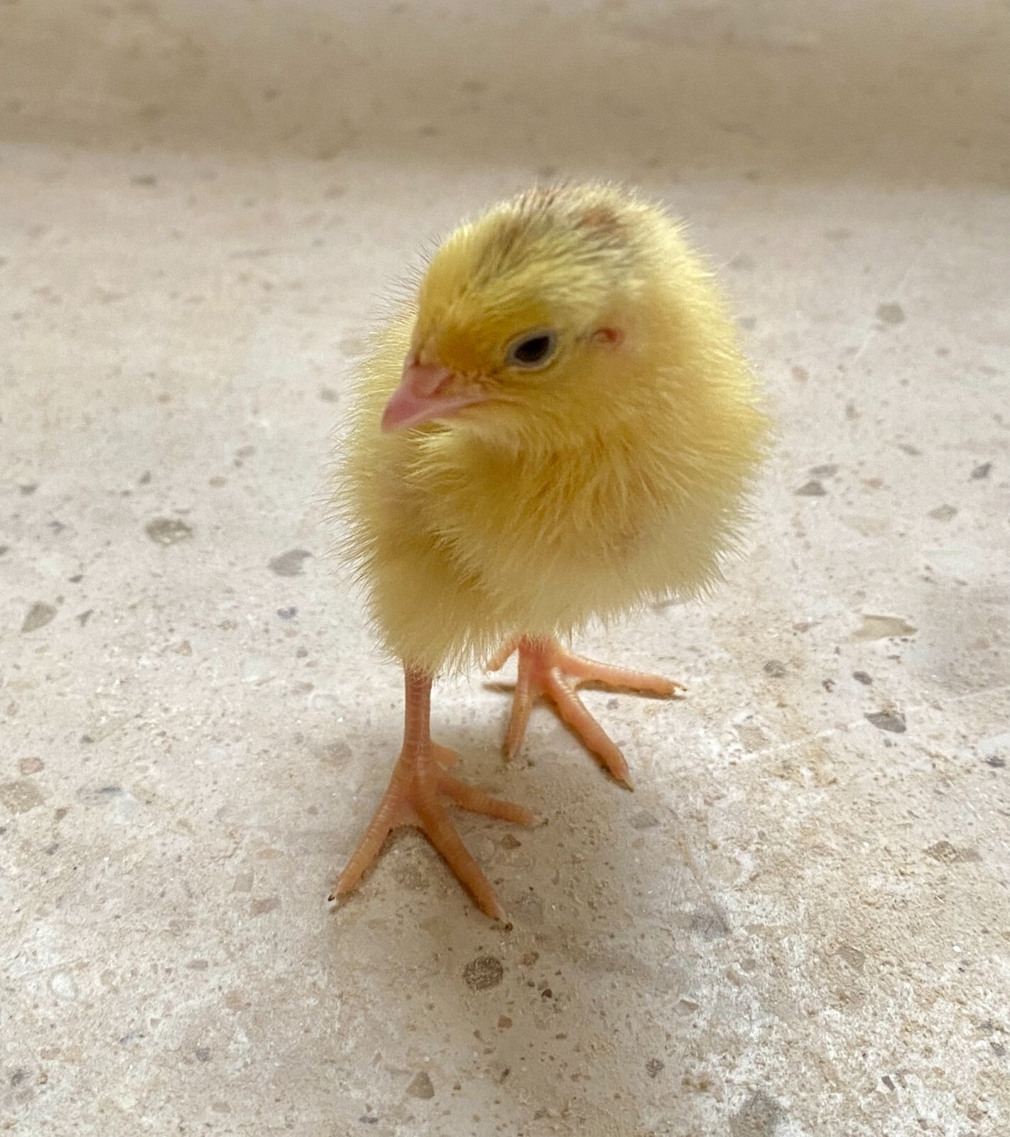 36 – Celadon (100% True Blue) & Jumbo Pearl Fee Coturnix Quail Hatching Eggs