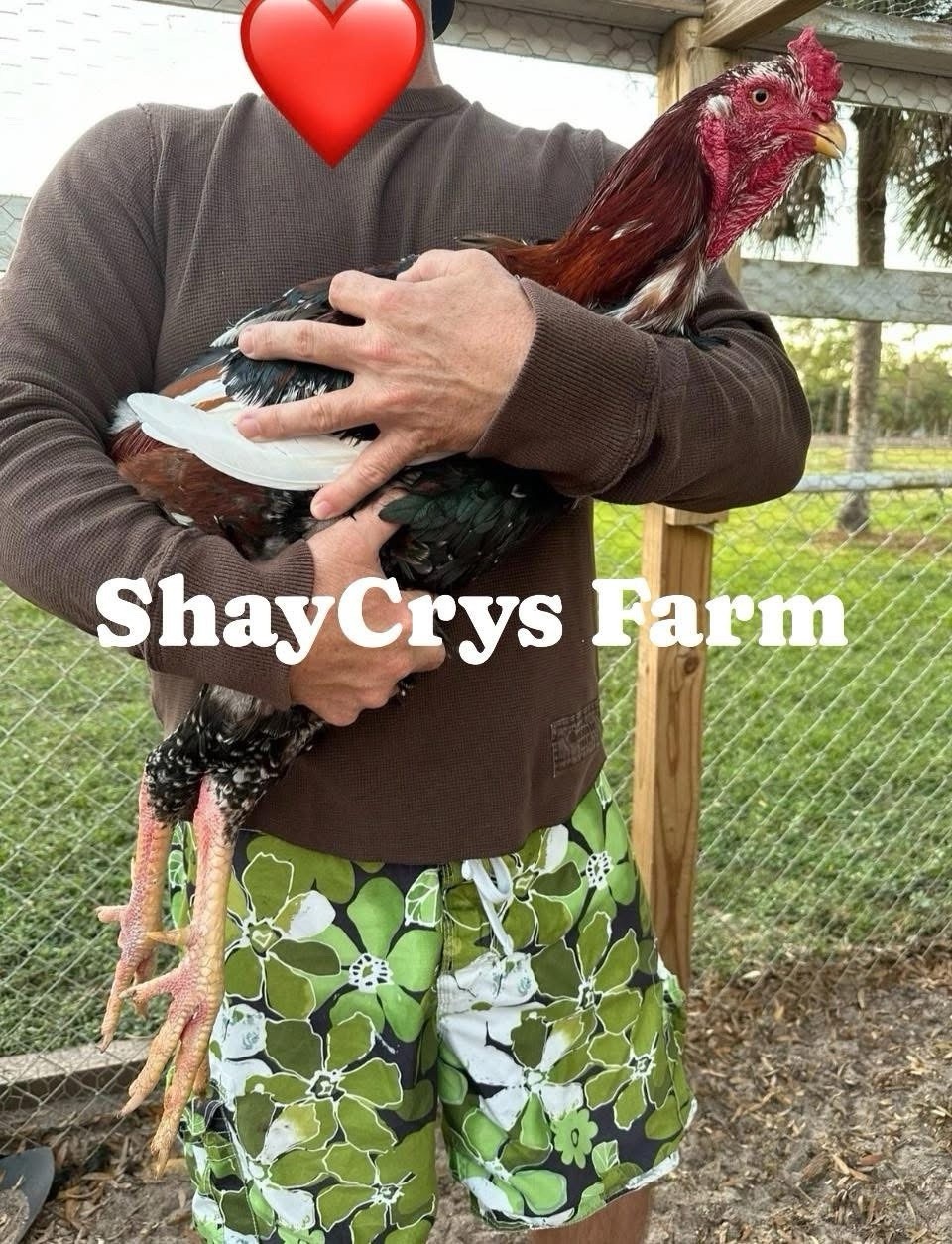 15+ Indio Gigante Hatching Eggs. Brazil NPIP ~ AI. TALLEST CHICKEN IN WORLD ?