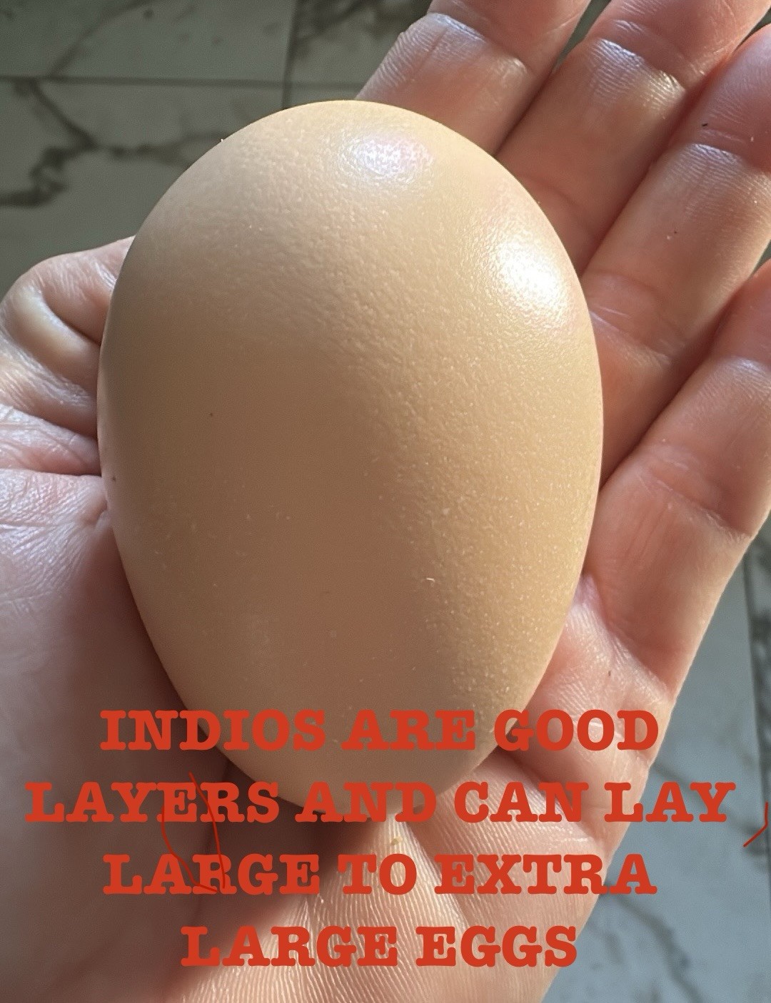 15+ Indio Gigante Hatching Eggs. Brazil NPIP ~ AI. TALLEST CHICKEN IN WORLD ?