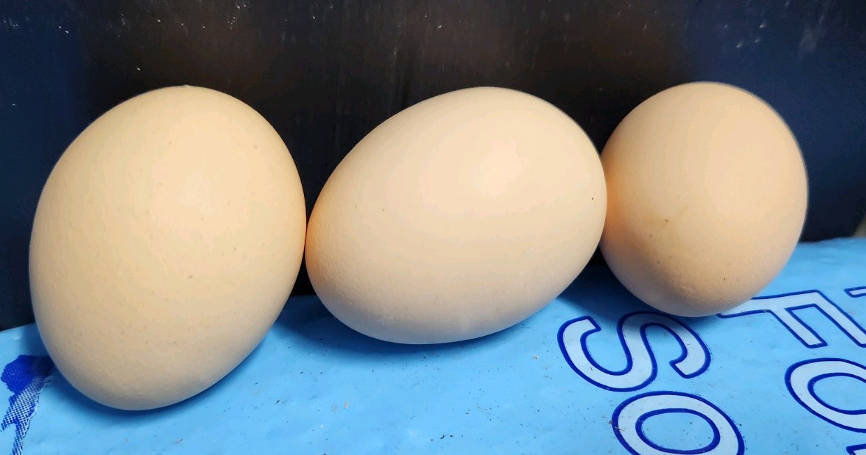 1 DOZEN PUREBRED ALOHA CHICKEN HATCHING EGGS – 1 Dozen Fertile Eggs