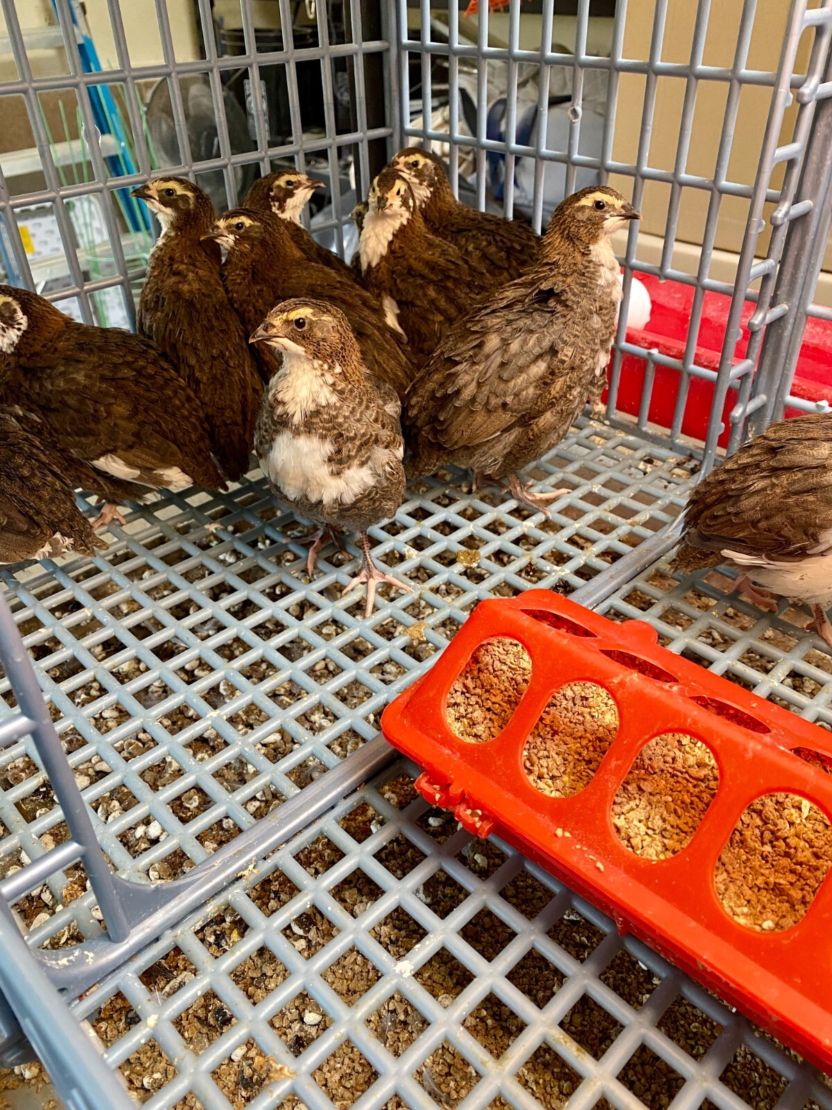36 – Celadon (100% True Blue) & Jumbo Pearl Fee Coturnix Quail Hatching Eggs