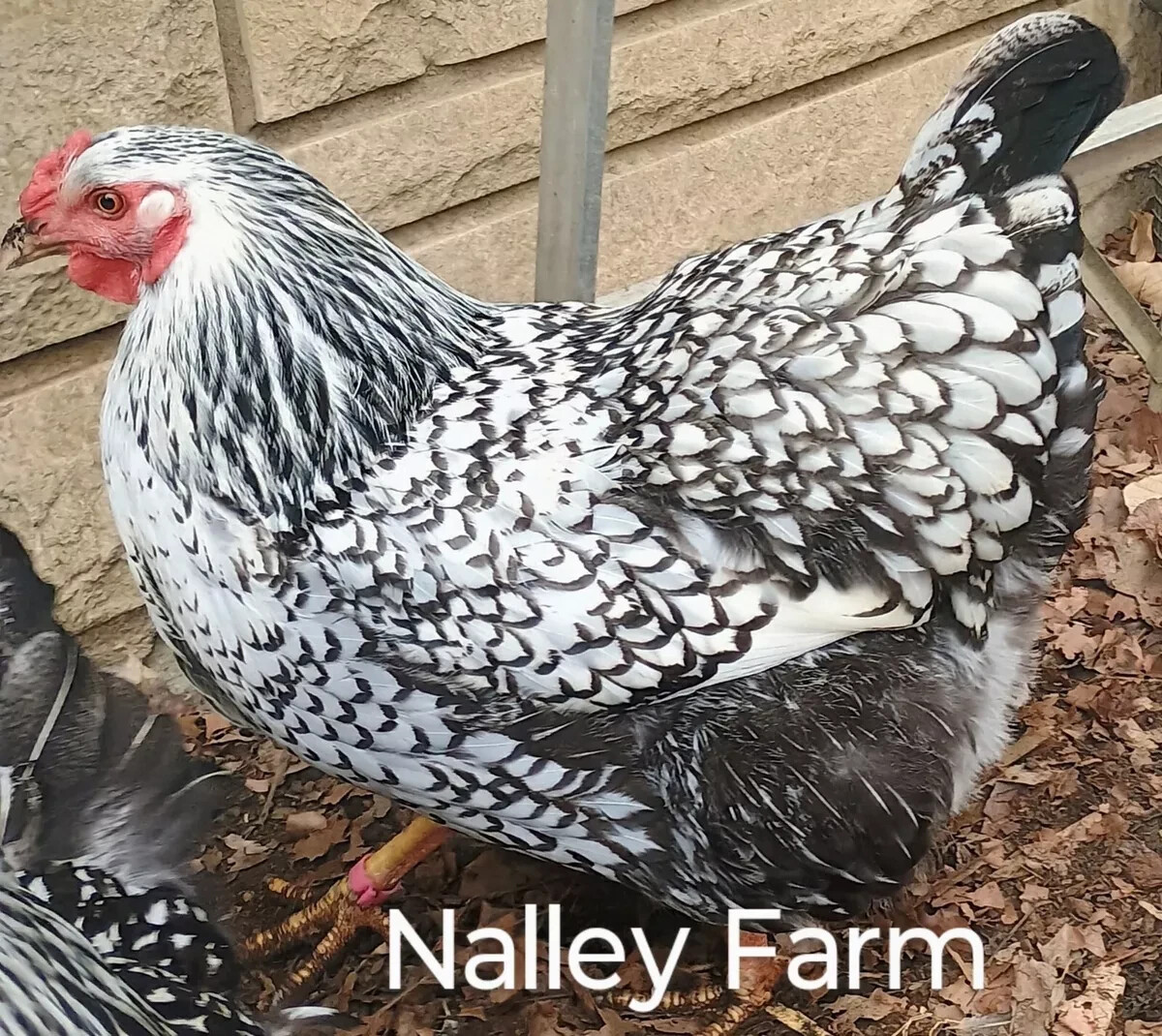 Silver Laced Wyandotte (6) ? fertilized hatching eggs.Please read description.