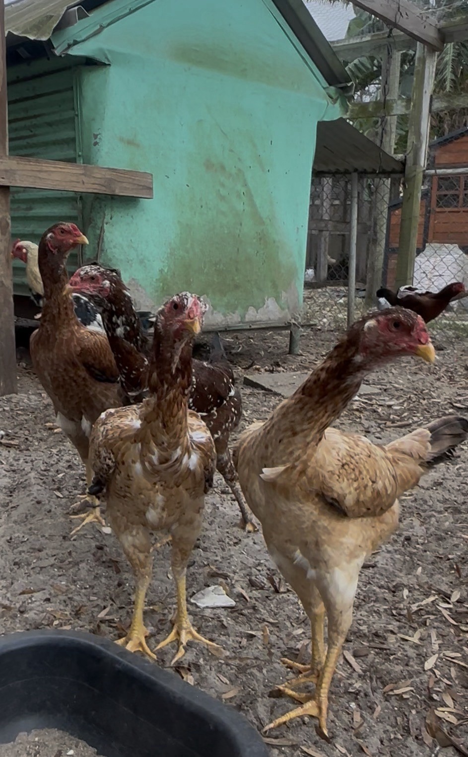 15+ Indio Gigante Hatching Eggs. Brazil NPIP ~ AI. TALLEST CHICKEN IN WORLD ?