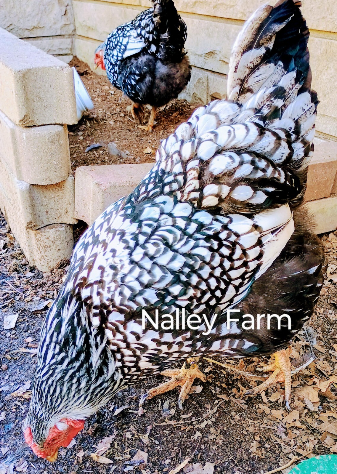 Silver Laced Wyandotte (6) ? fertilized hatching eggs.Please read description.