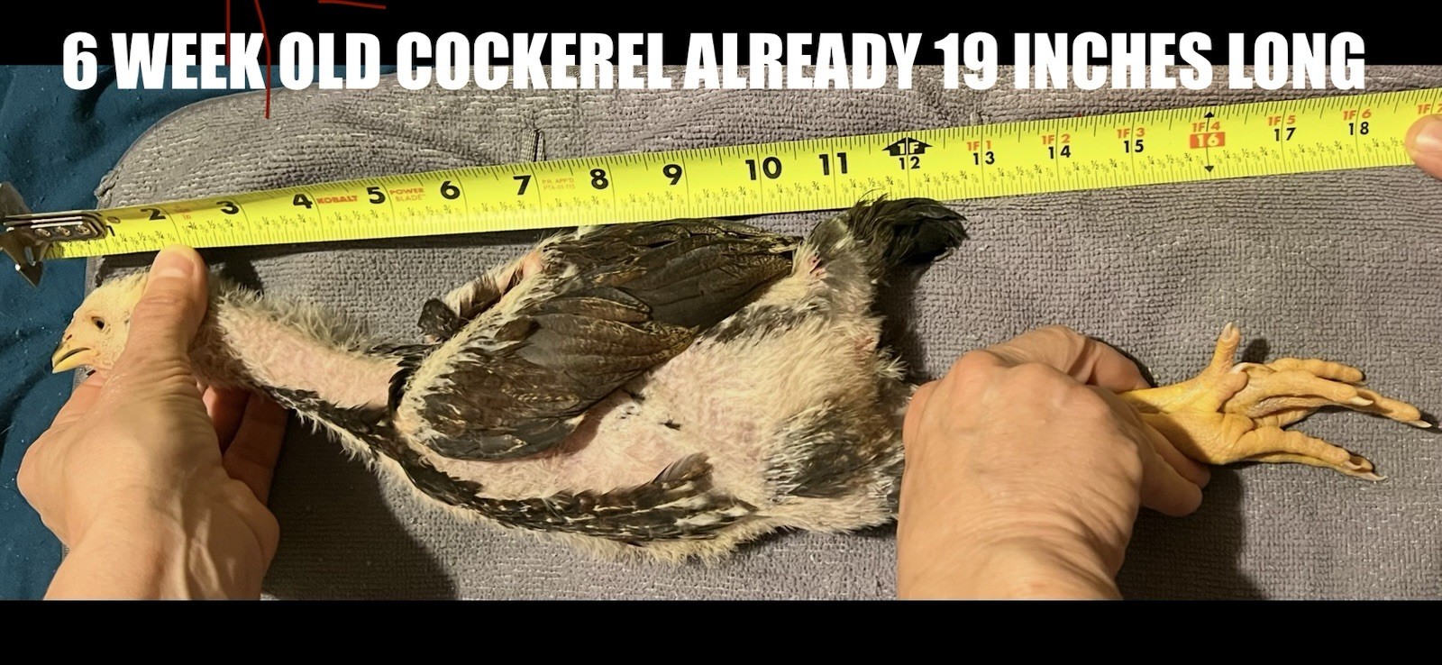15+ Indio Gigante Hatching Eggs. Brazil NPIP ~ AI. TALLEST CHICKEN IN WORLD ?