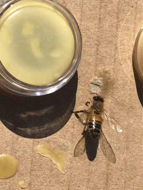 6 pack honeybee lure vials SWARM PRO LURE Bee Swarm Pro Lure #1 In USA