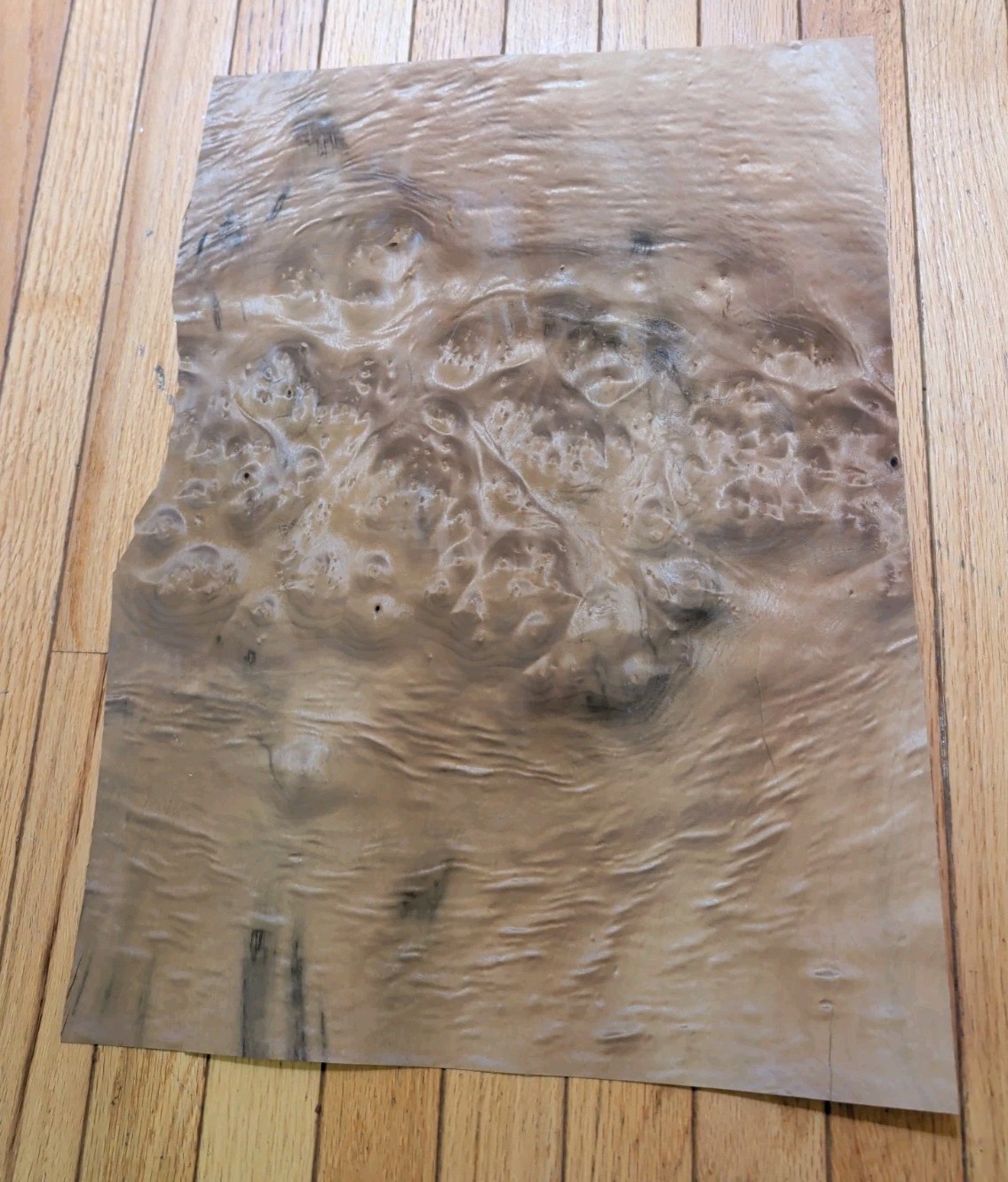 Myrtlewood burl veneer 1 piece 21″ x 15 1/4″ to 16″ & 1/42″ wood cracks 9″