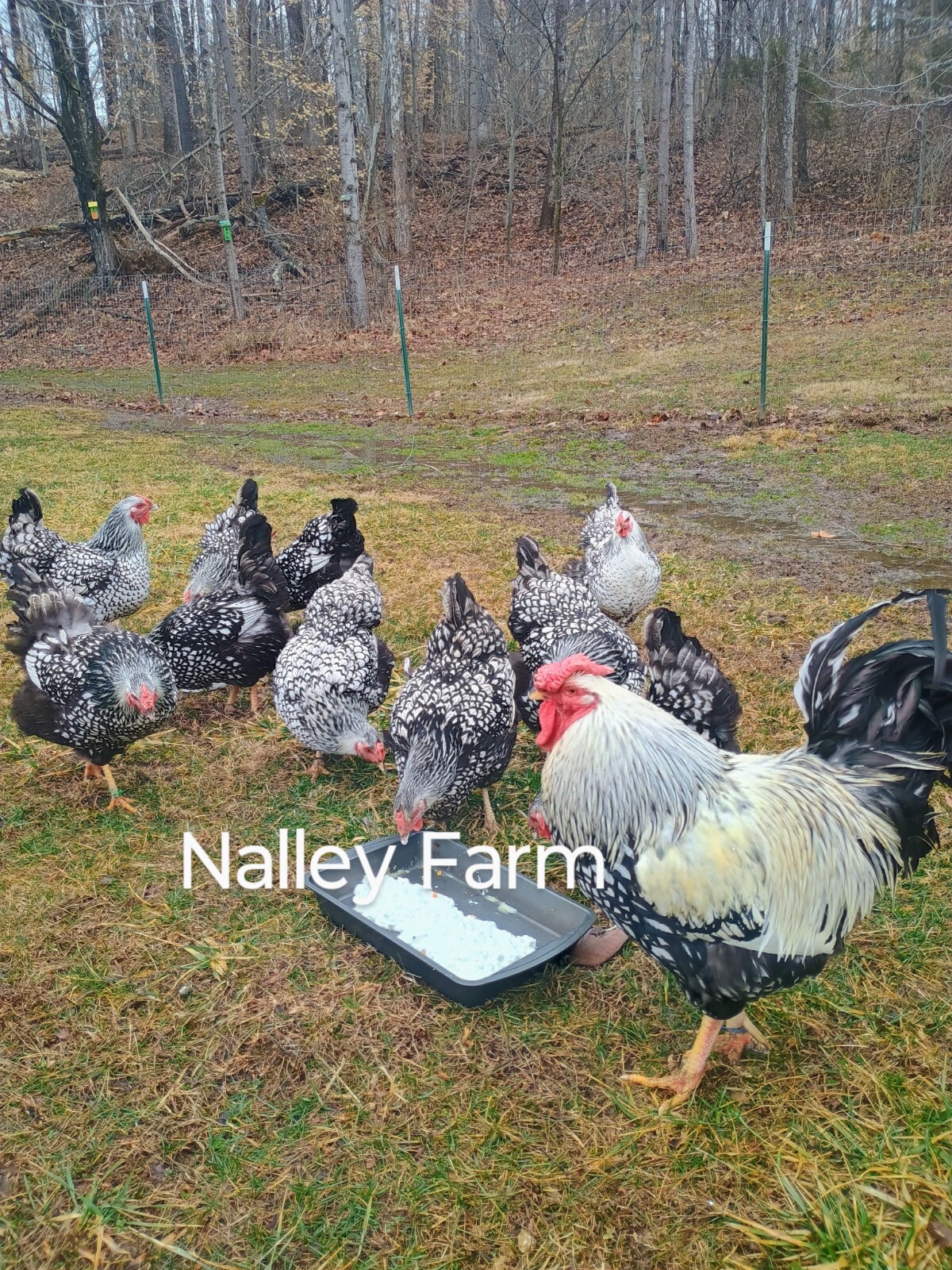 Silver Laced Wyandotte (6) ? fertilized hatching eggs.Please read description.
