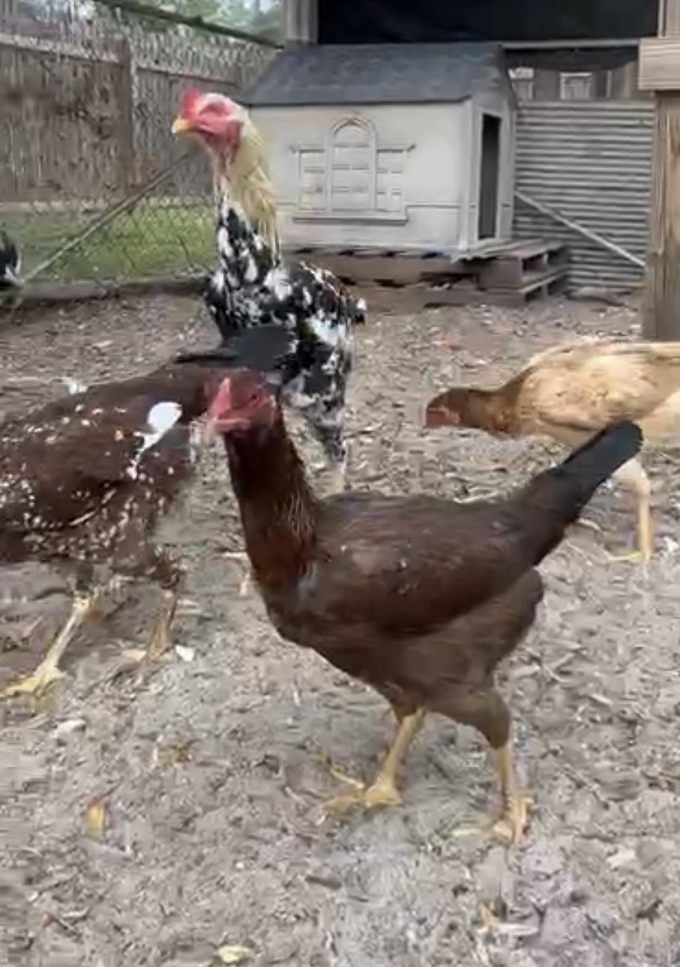 15+ Indio Gigante Hatching Eggs. Brazil NPIP ~ AI. TALLEST CHICKEN IN WORLD ?