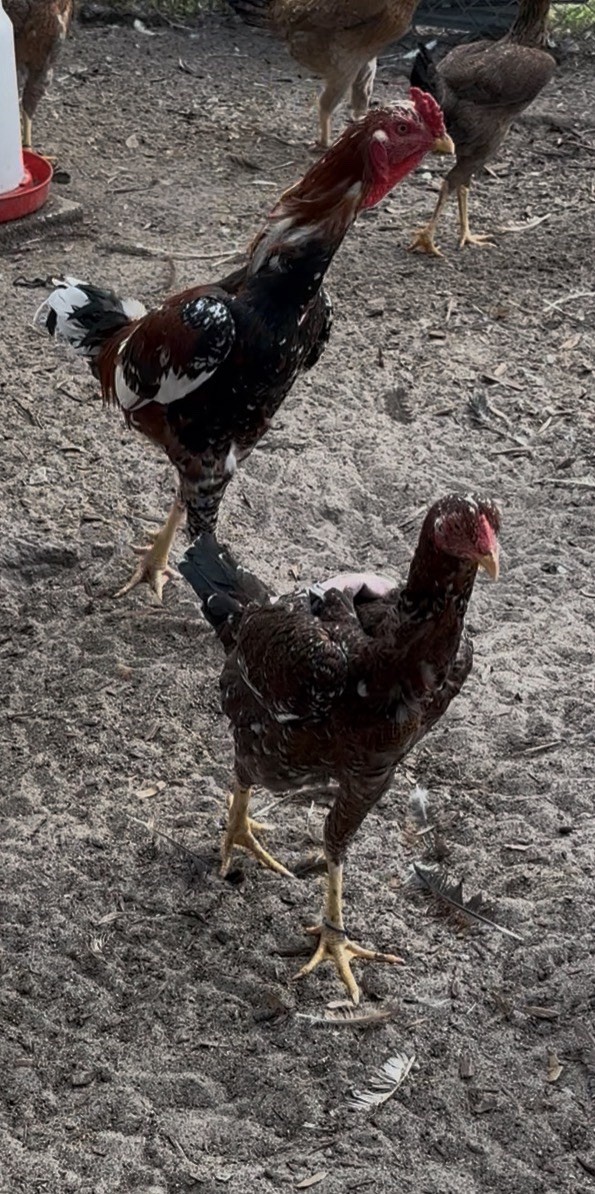 15+ Indio Gigante Hatching Eggs. Brazil NPIP ~ AI. TALLEST CHICKEN IN WORLD ?