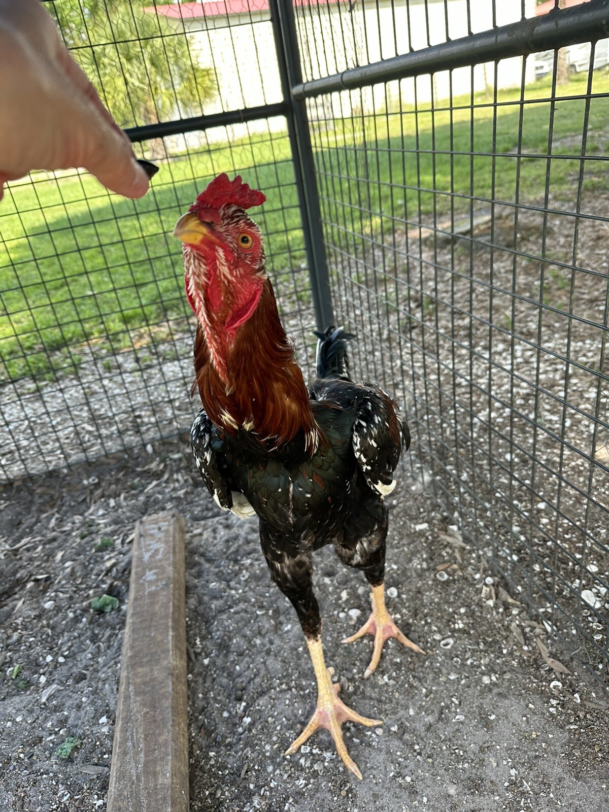15+ Indio Gigante Hatching Eggs. Brazil NPIP ~ AI. TALLEST CHICKEN IN WORLD ?
