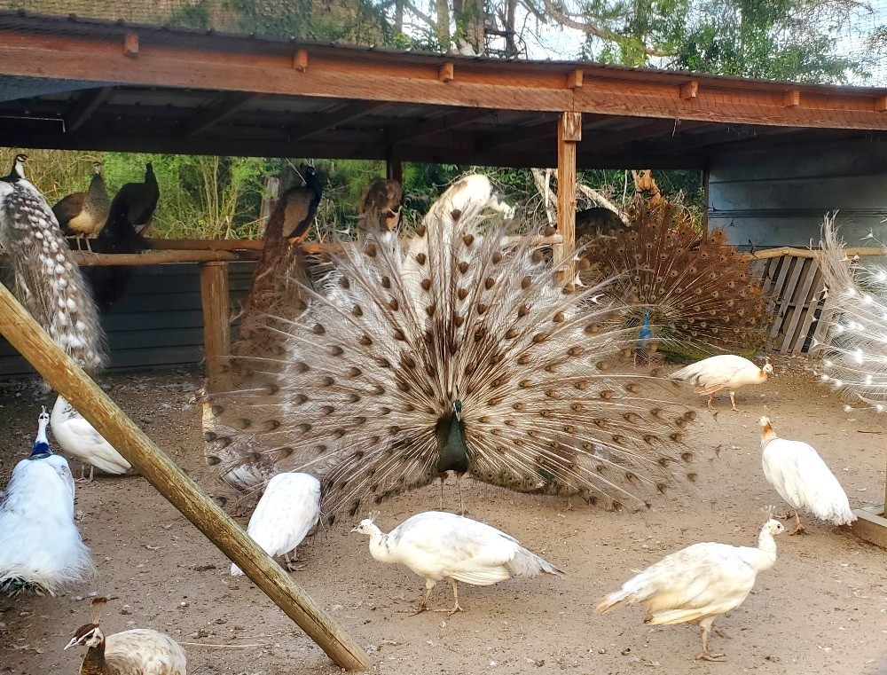 *10* Peafowl Peacock Hatching Eggs Amazing Mixed Group! *NPIP*