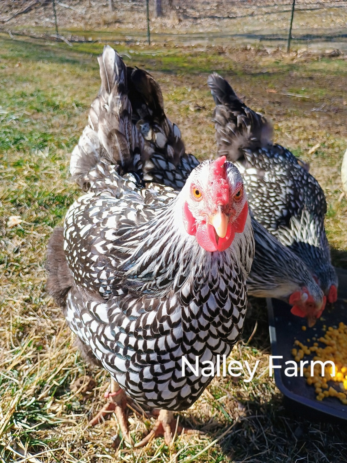 Silver Laced Wyandotte (6) ? fertilized hatching eggs.Please read description.