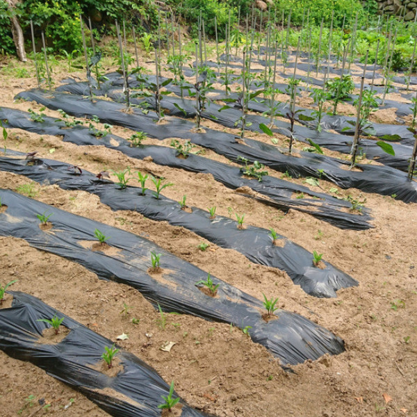 Vapor Barrier Supply – Poly Cover Black Polyethylene Plastic Sheeting