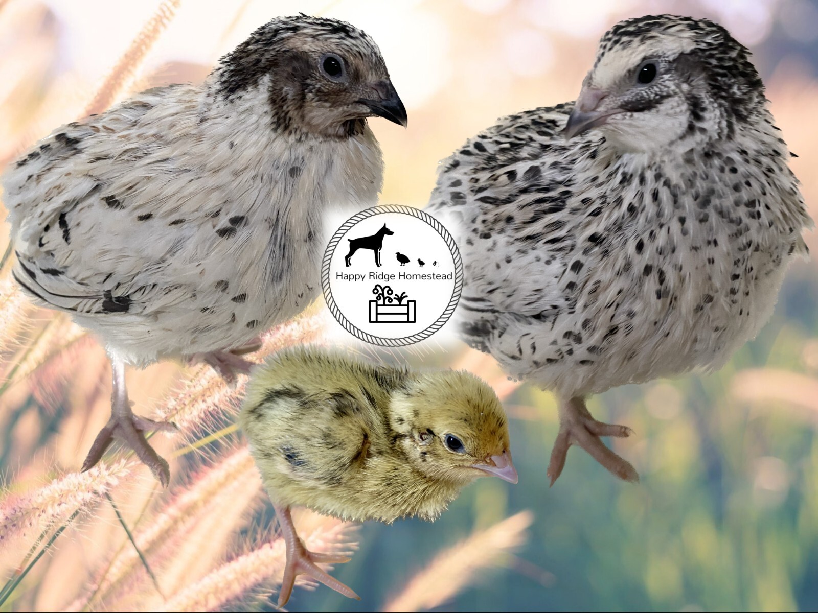 36 – Celadon (100% True Blue) & Jumbo Pearl Fee Coturnix Quail Hatching Eggs