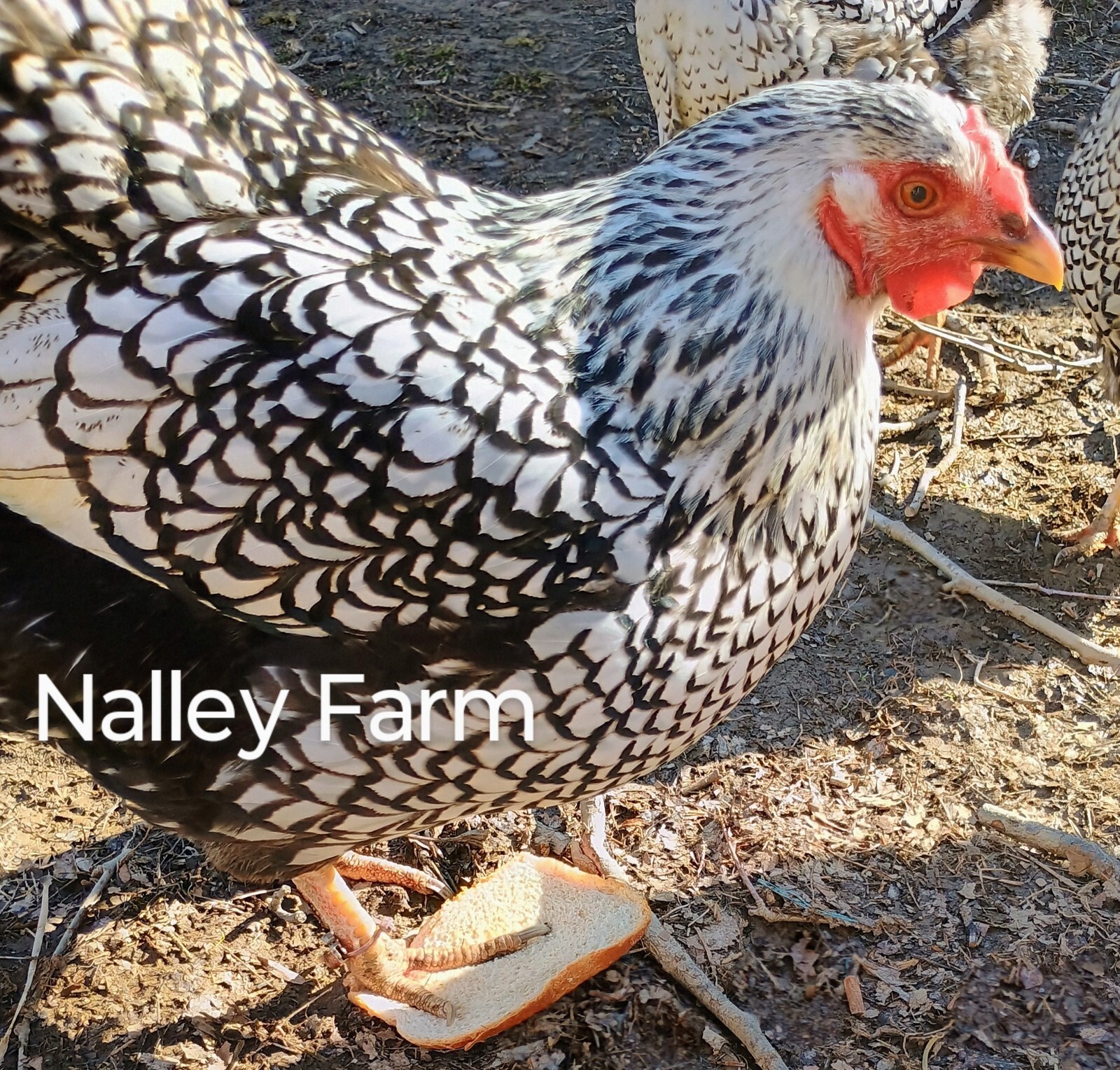 Silver Laced Wyandotte (6) ? fertilized hatching eggs.Please read description.