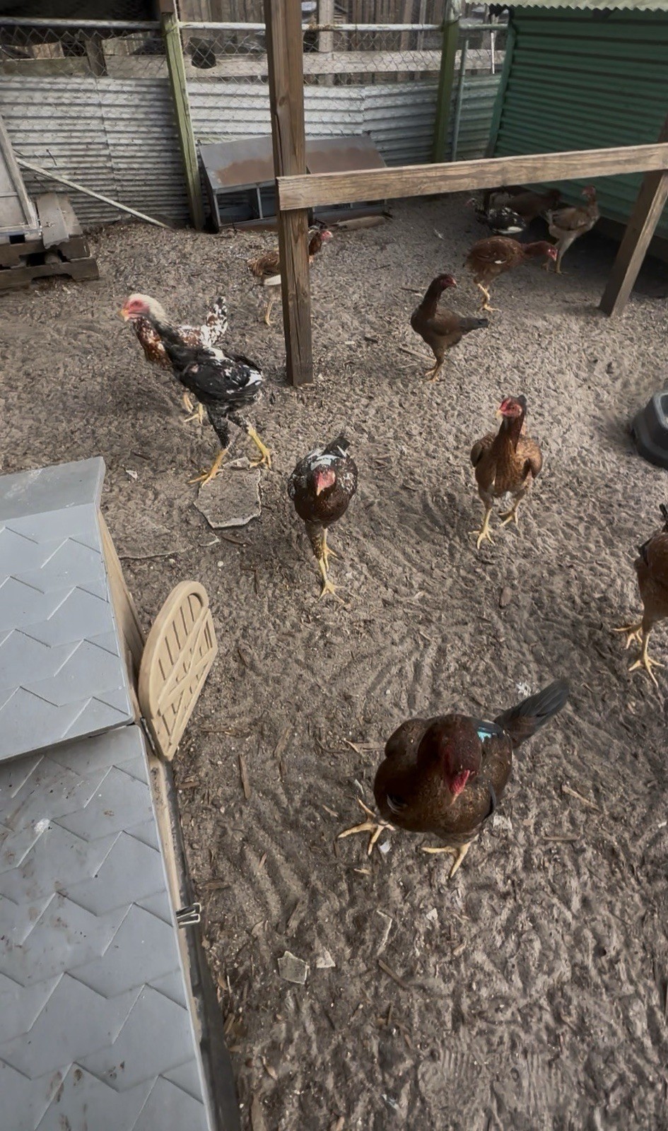 15+ Indio Gigante Hatching Eggs. Brazil NPIP ~ AI. TALLEST CHICKEN IN WORLD ?