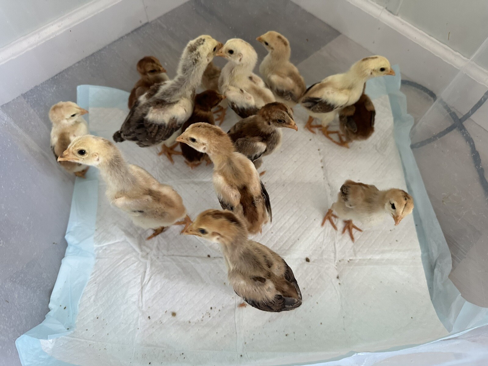 15+ Indio Gigante Hatching Eggs. Brazil NPIP ~ AI. TALLEST CHICKEN IN WORLD ?