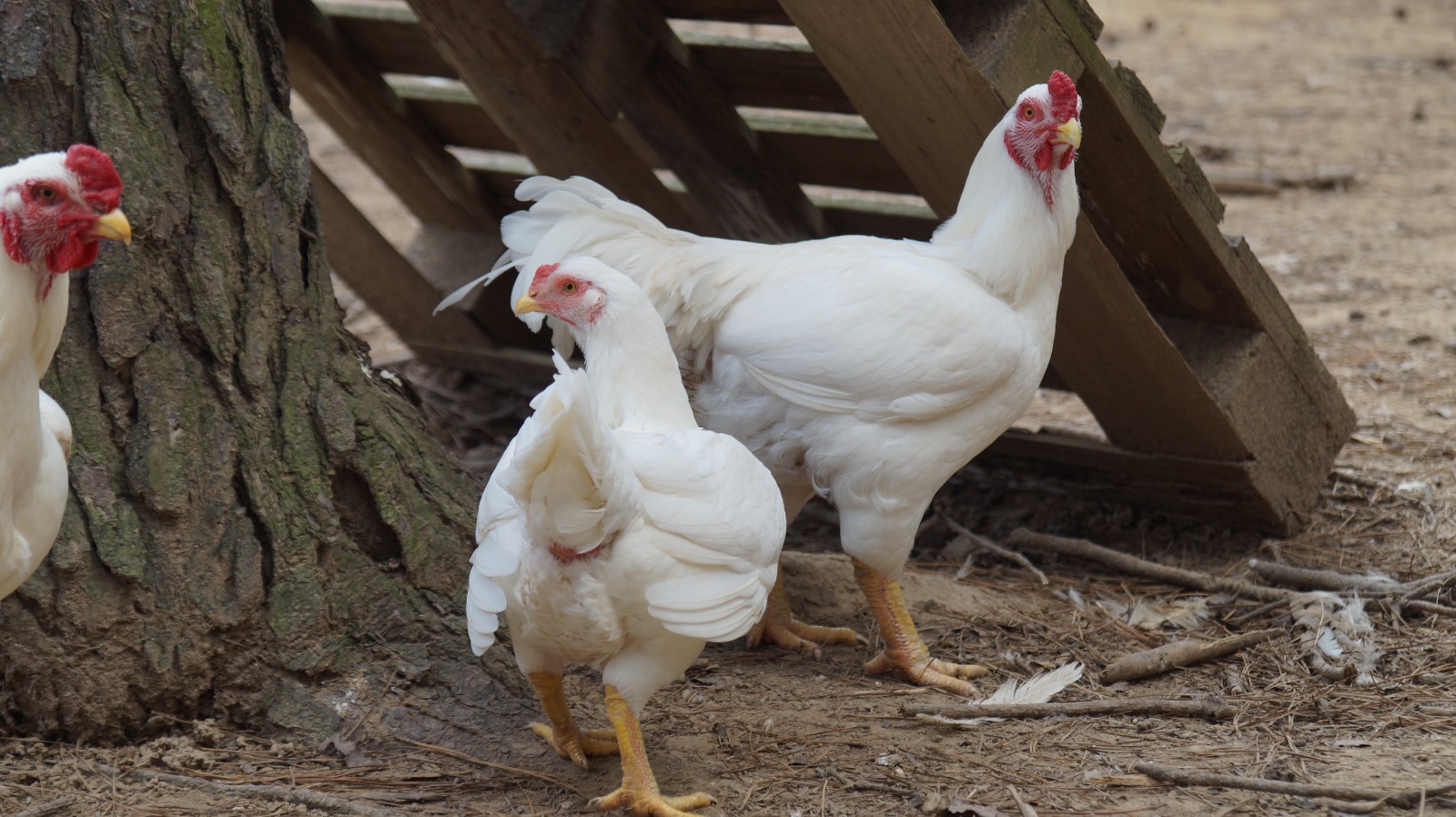 6+ Partridge Orpington Chicken Hatching Eggs Large Fowl