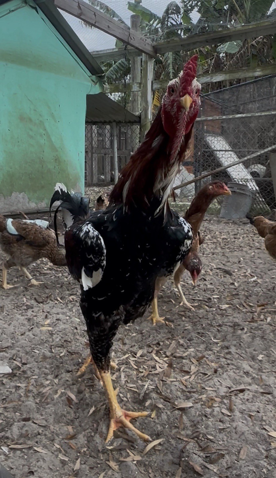 15+ Indio Gigante Hatching Eggs. Brazil NPIP ~ AI. TALLEST CHICKEN IN WORLD ?