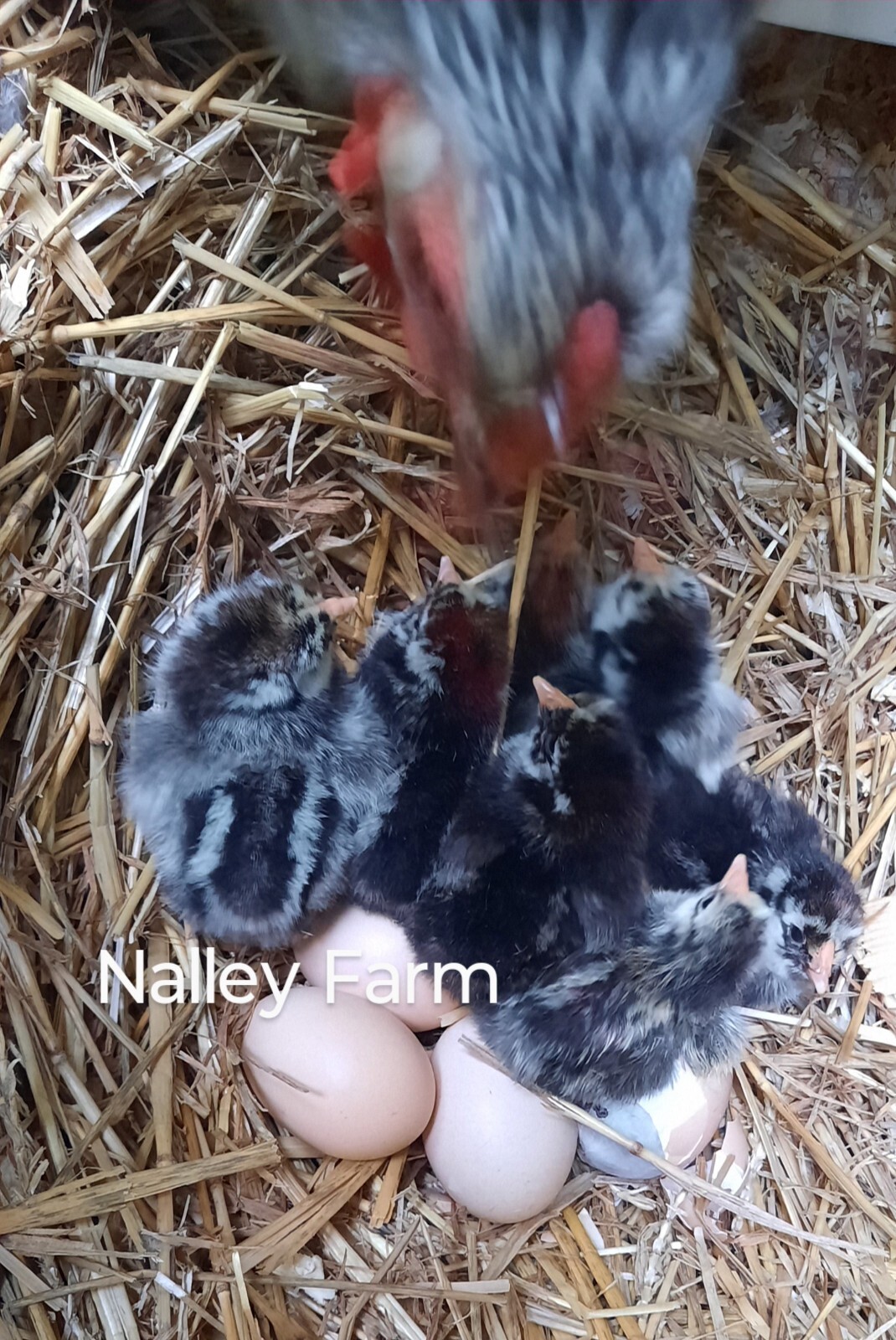 Silver Laced Wyandotte (6) ? fertilized hatching eggs.Please read description.