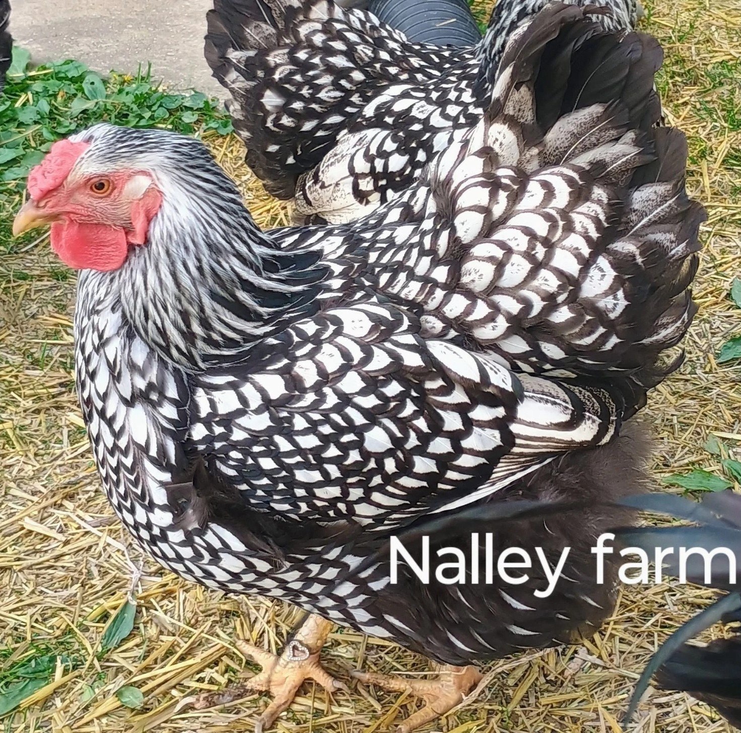 Silver Laced Wyandotte (6) ? fertilized hatching eggs.Please read description.