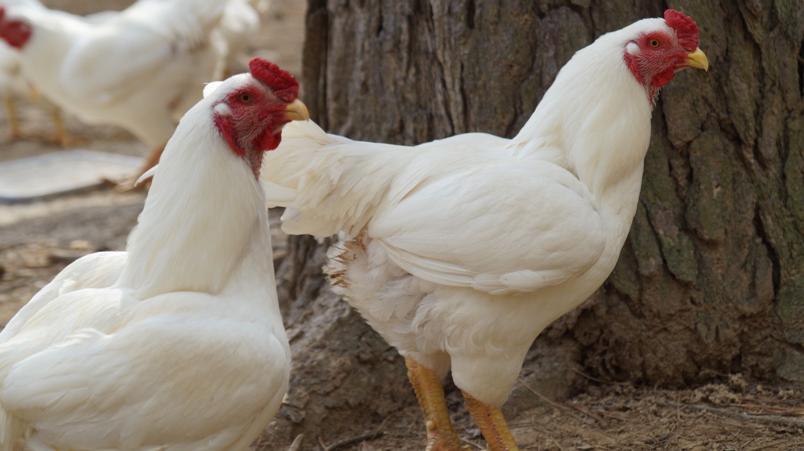 6+ Partridge Orpington Chicken Hatching Eggs Large Fowl