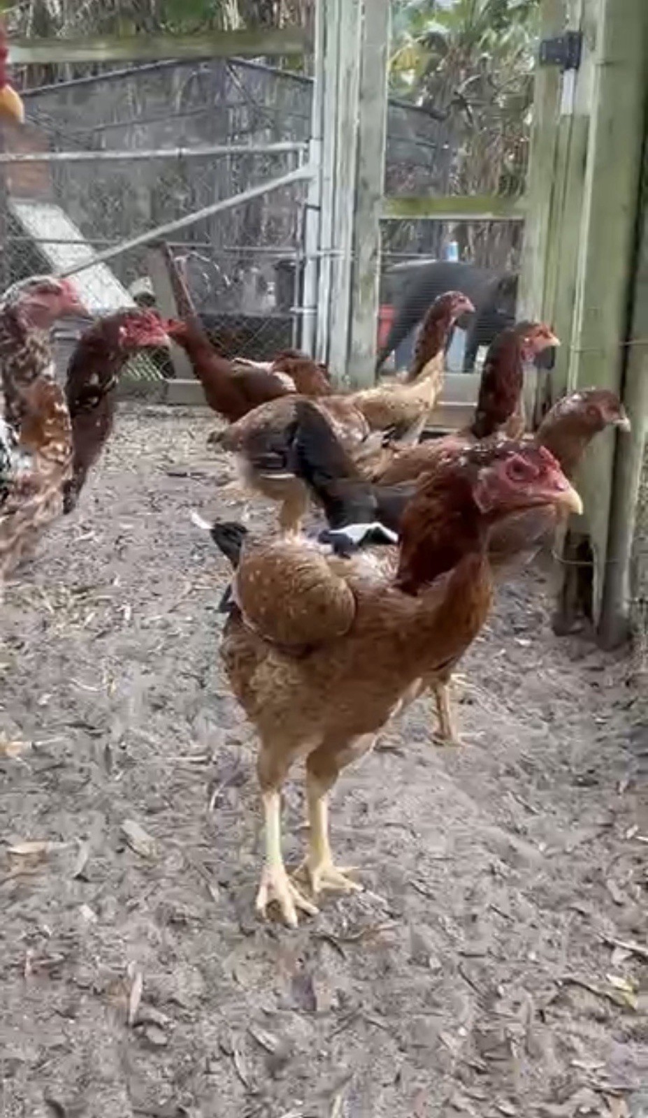 15+ Indio Gigante Hatching Eggs. Brazil NPIP ~ AI. TALLEST CHICKEN IN WORLD ?