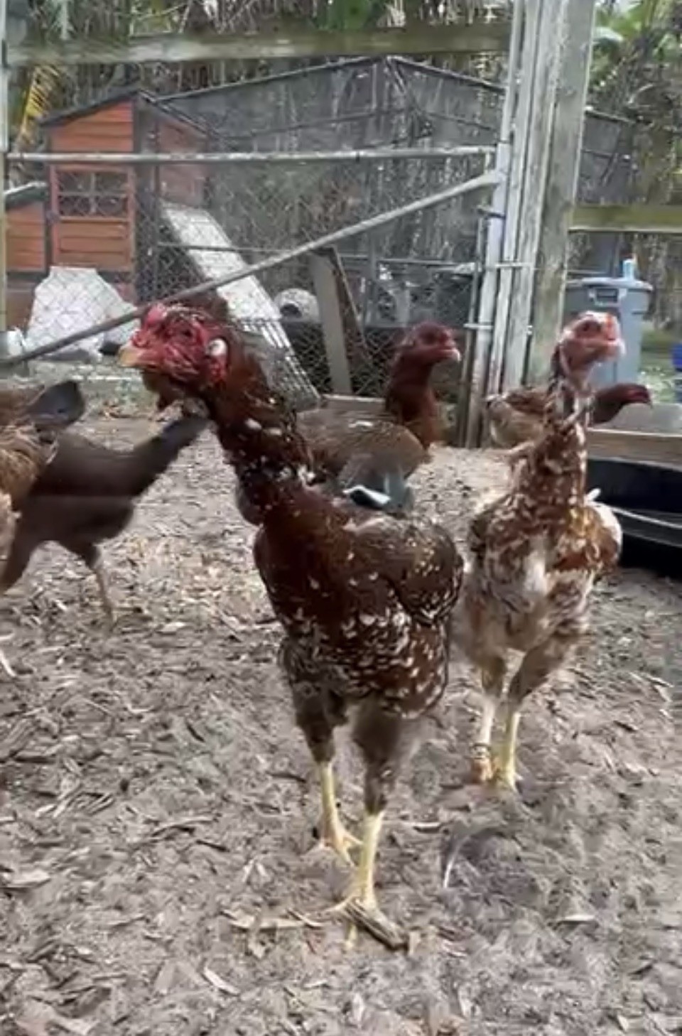 15+ Indio Gigante Hatching Eggs. Brazil NPIP ~ AI. TALLEST CHICKEN IN WORLD ?