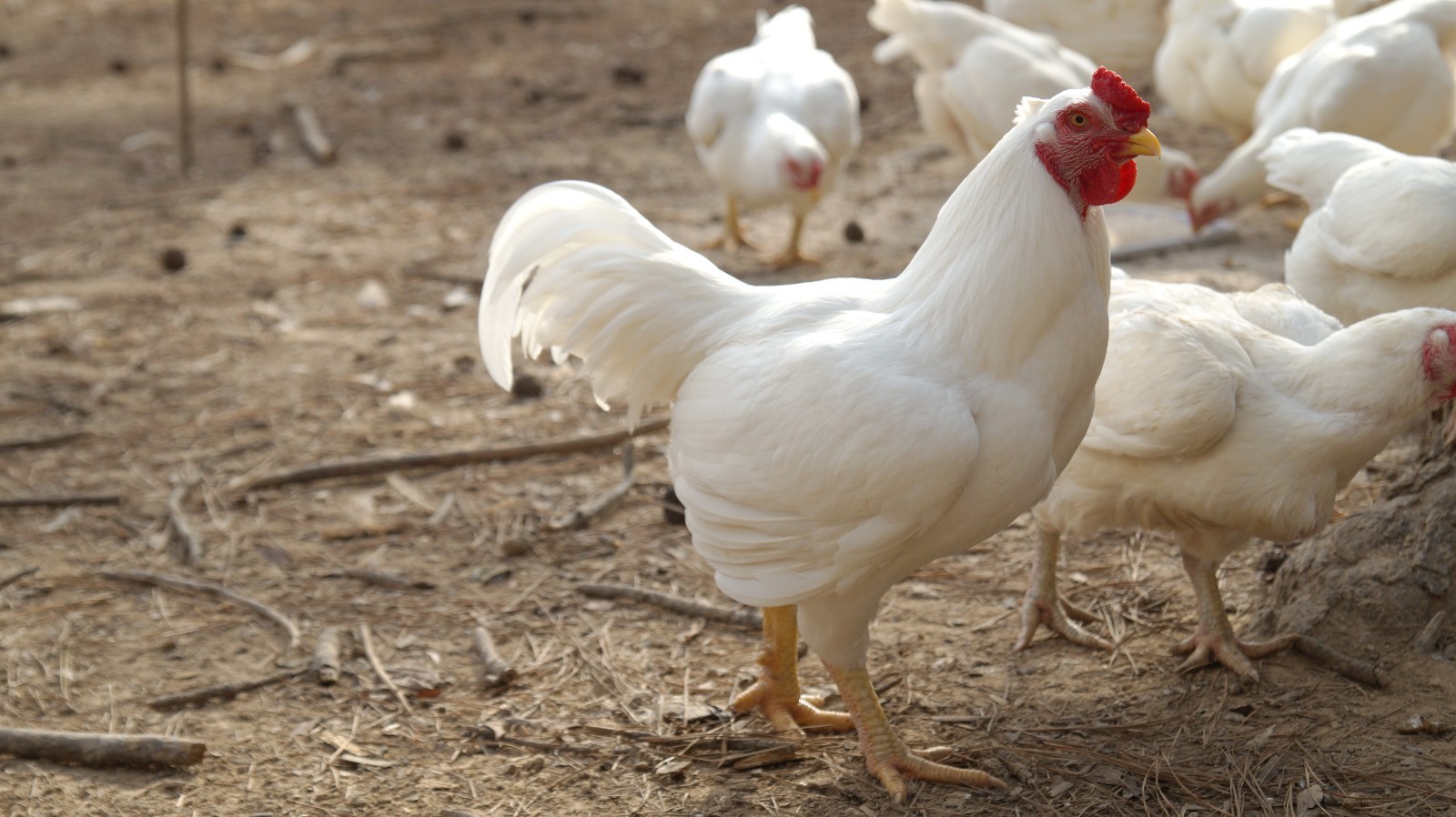6+ Partridge Orpington Chicken Hatching Eggs Large Fowl