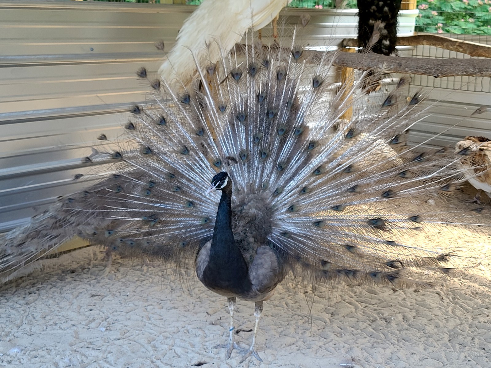 *10* Peafowl Peacock Hatching Eggs Amazing Mixed Group! *NPIP*