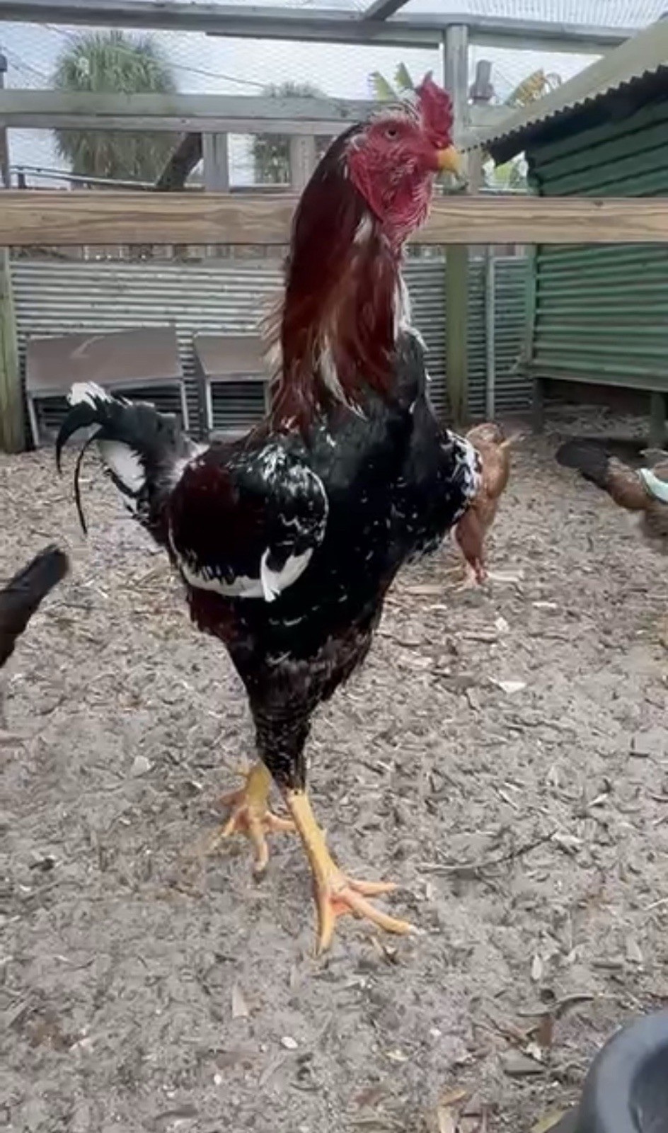 15+ Indio Gigante Hatching Eggs. Brazil NPIP ~ AI. TALLEST CHICKEN IN WORLD ?