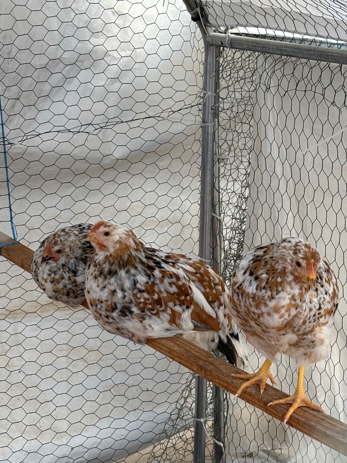 12+ ALOHA CHICKEN HATCHING EGGS