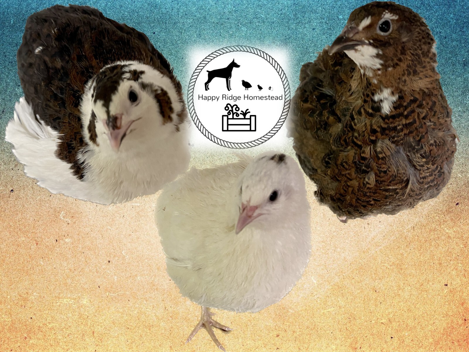 36 – Celadon (100% True Blue) & Jumbo Pearl Fee Coturnix Quail Hatching Eggs