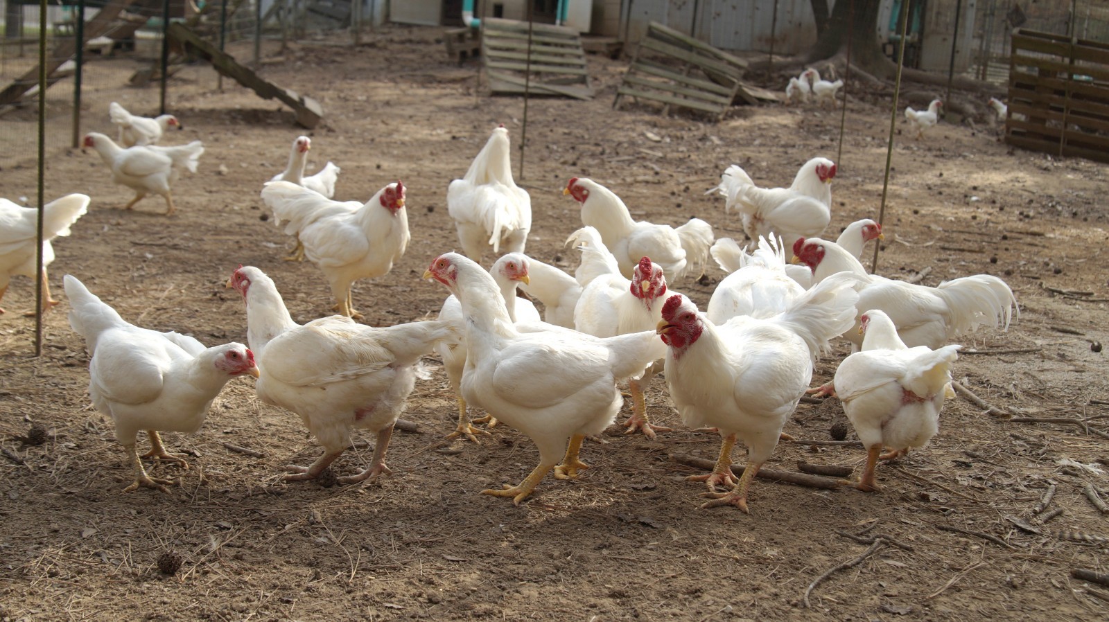 6+ Partridge Orpington Chicken Hatching Eggs Large Fowl