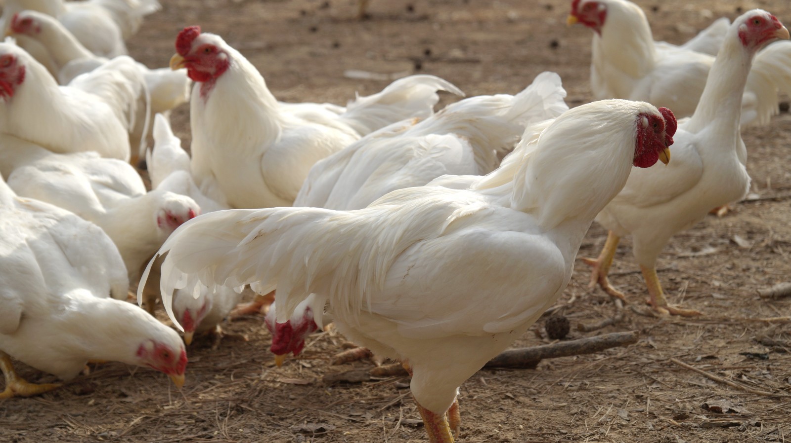6+ Partridge Orpington Chicken Hatching Eggs Large Fowl