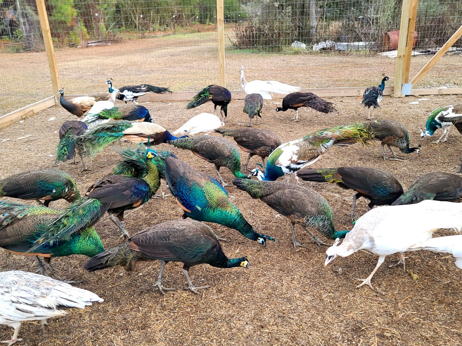 *10* Peafowl Peacock Hatching Eggs Amazing Mixed Group! *NPIP*