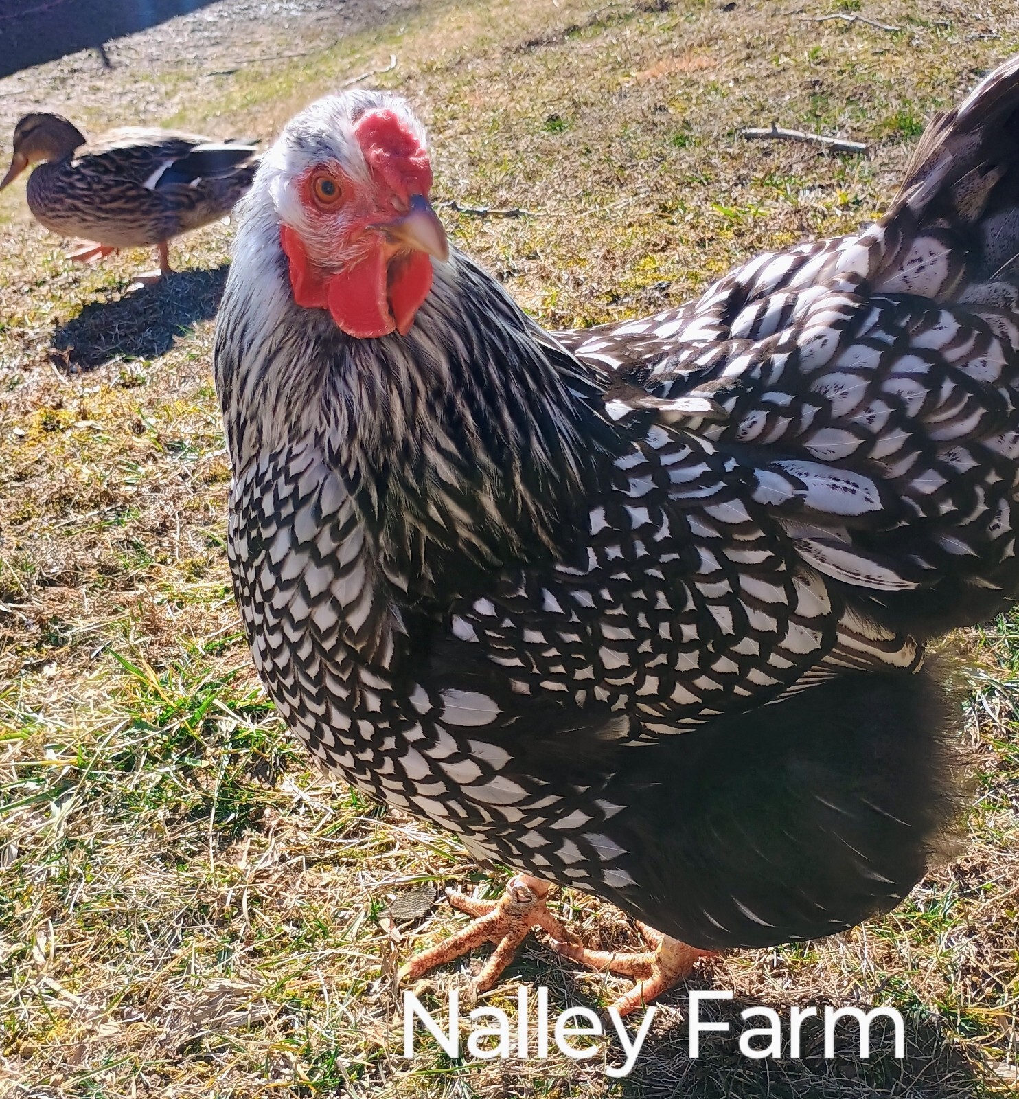 Silver Laced Wyandotte (6) ? fertilized hatching eggs.Please read description.