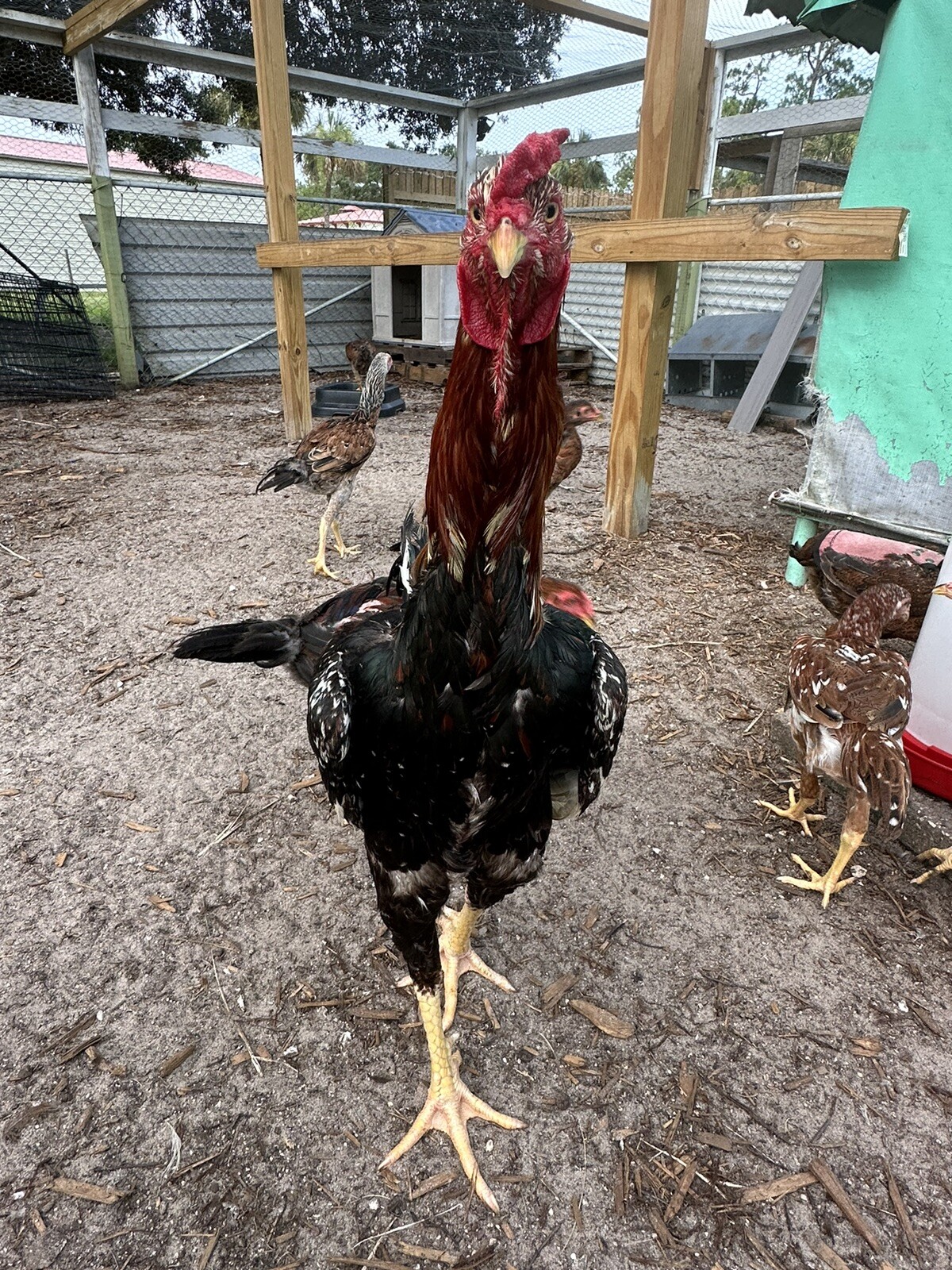15+ Indio Gigante Hatching Eggs. Brazil NPIP ~ AI. TALLEST CHICKEN IN WORLD ?