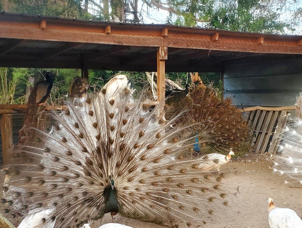 *10* Peafowl Peacock Hatching Eggs Amazing Mixed Group! *NPIP*