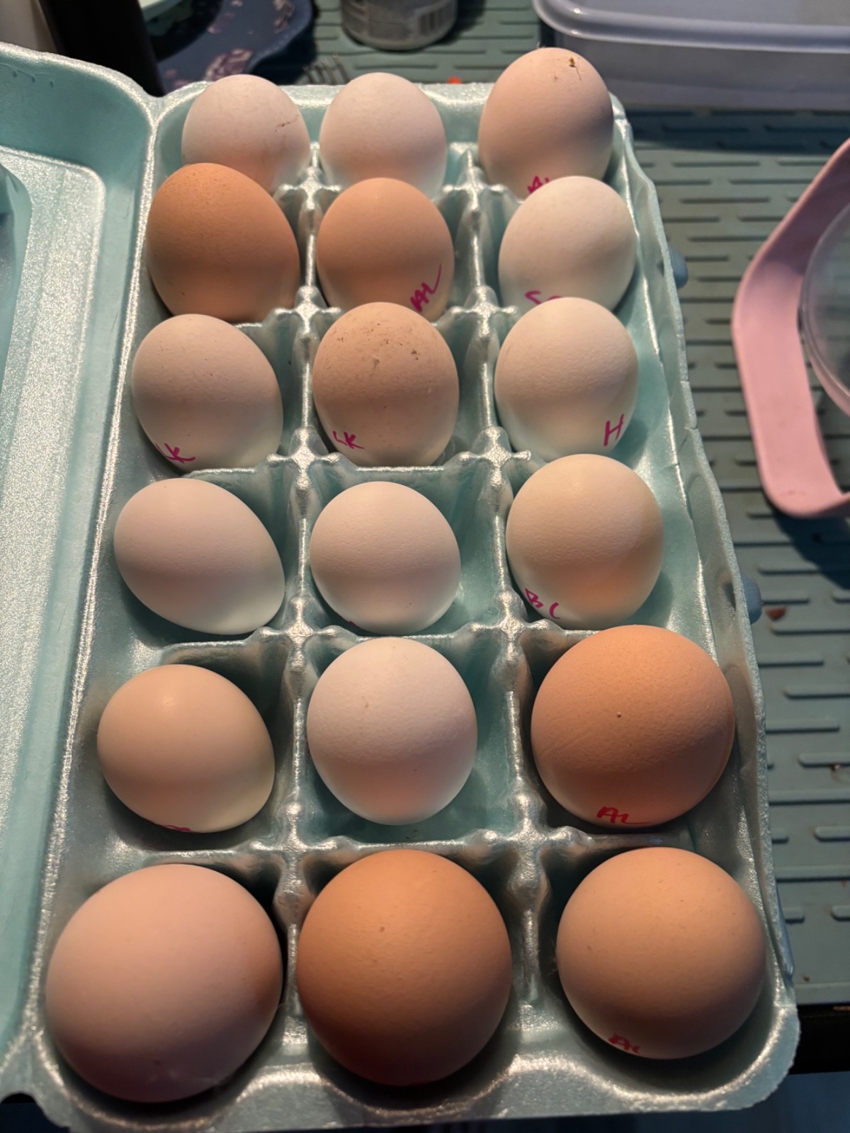 12+ ALOHA CHICKEN HATCHING EGGS